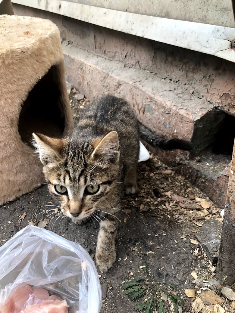 Кошка тащит котенка. Кошка уносит котенка. Потасканный котенок. Таскали котенка. Унести кота.