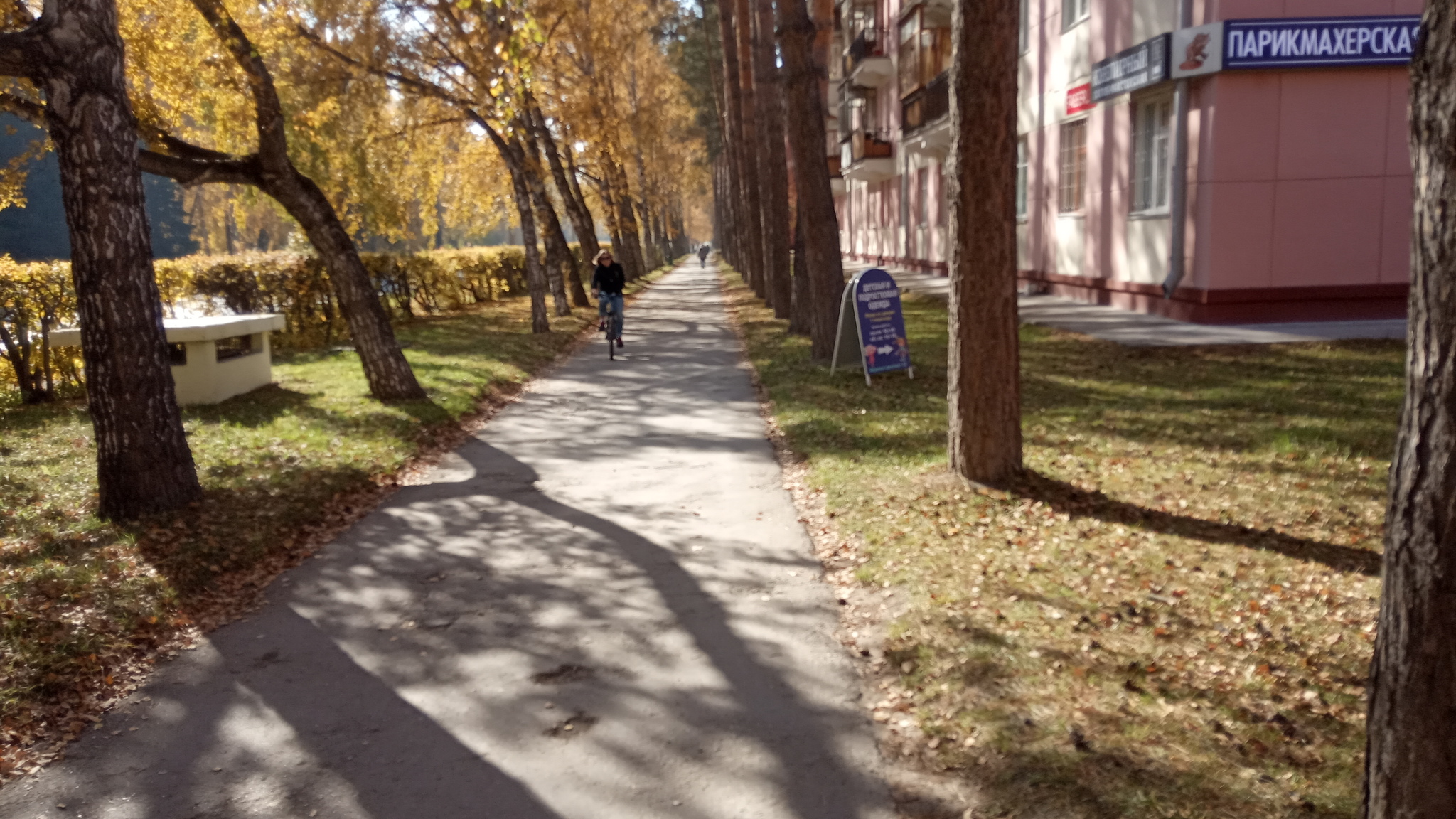 Академгородок осенью 2019 - Моё, Осень, Красота, Академгородок, Дерево, Листья, Новосибирская область, Фотография, Длиннопост