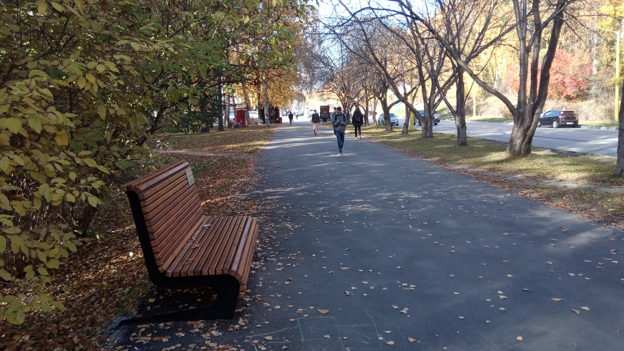 Академгородок осенью 2019 - Моё, Осень, Красота, Академгородок, Дерево, Листья, Новосибирская область, Фотография, Длиннопост