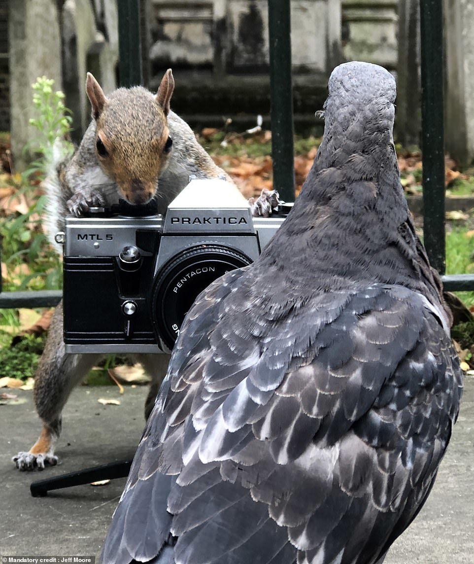 Белка фотографирует голубей - Белка, Голубь, Фотография, В мире животных, Длиннопост