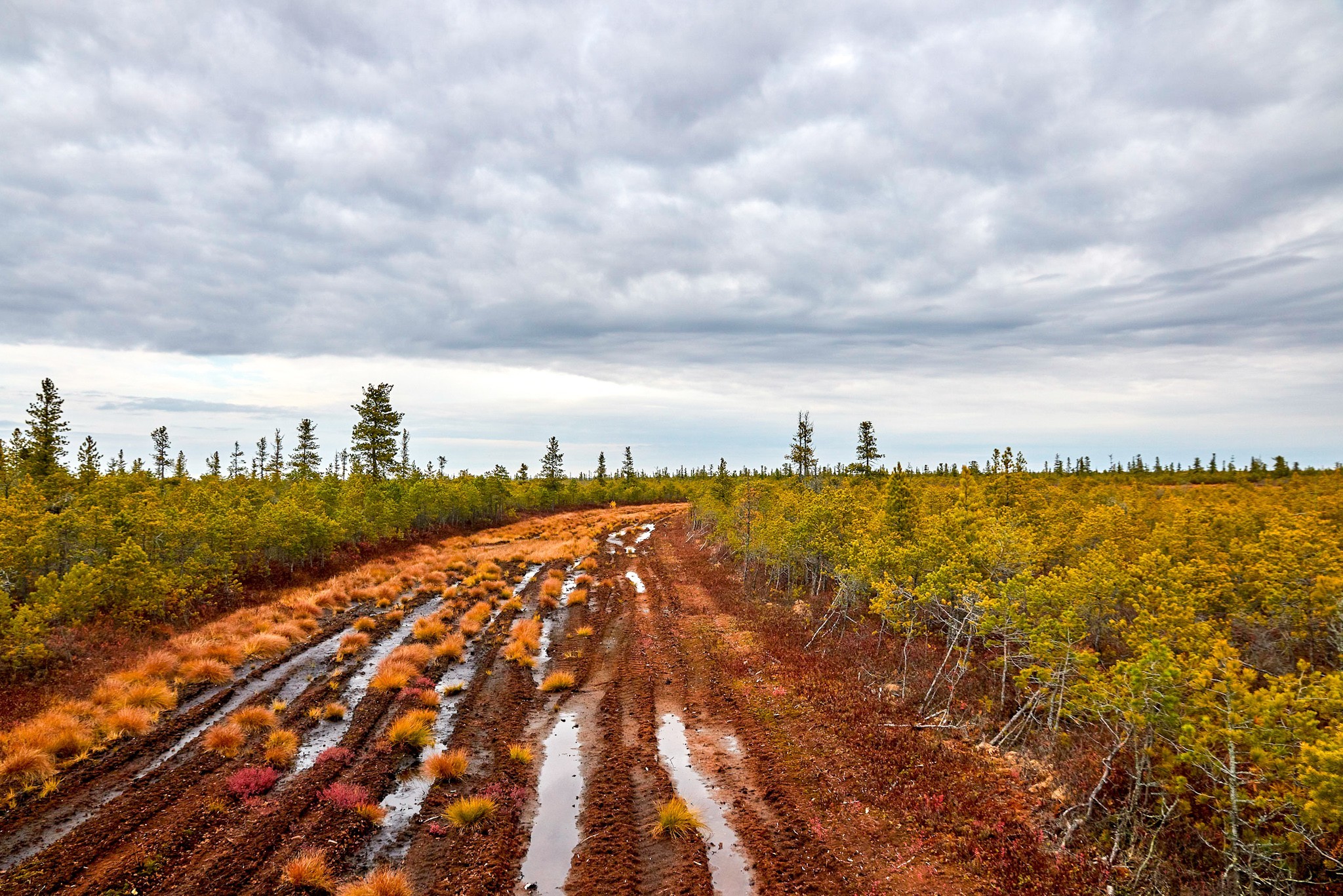 Bog. - My, Beginning photographer, Swamp, Swamp Walker, Lake, Off road, Canon 70d, Longpost