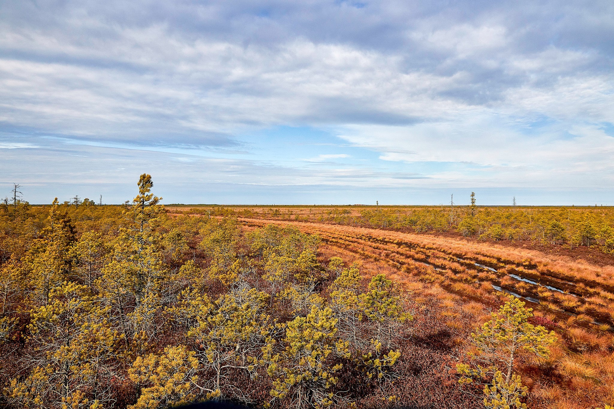 Bog. - My, Beginning photographer, Swamp, Swamp Walker, Lake, Off road, Canon 70d, Longpost