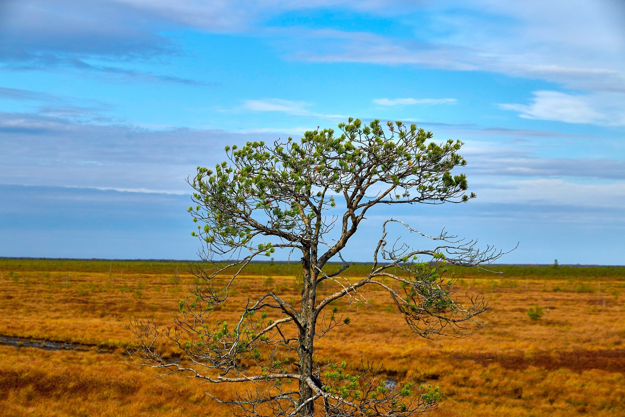 Bog. - My, Beginning photographer, Swamp, Swamp Walker, Lake, Off road, Canon 70d, Longpost