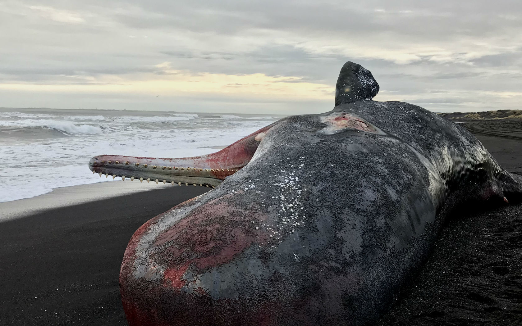 In Iceland - My, The photo, Longpost, Sperm whale, Iceland, Animals