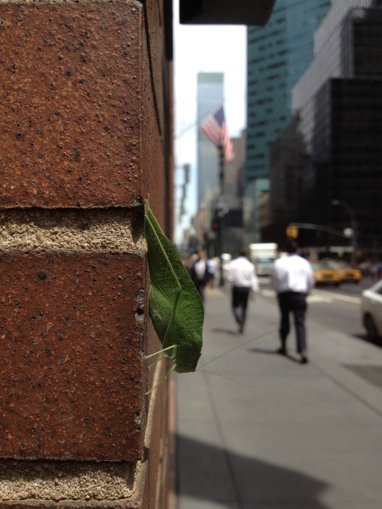 Grasshopper in New York - My, Mobile photography, Grasshopper, New York