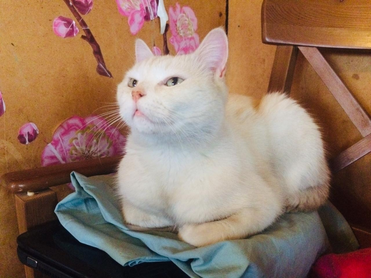 Cat Azog the Tray Defiler is looking for a home. St. Petersburg and Leningrad region. - My, cat, In good hands, Looking for a home, Help, No rating, Saint Petersburg, Leningrad region, Video, Longpost