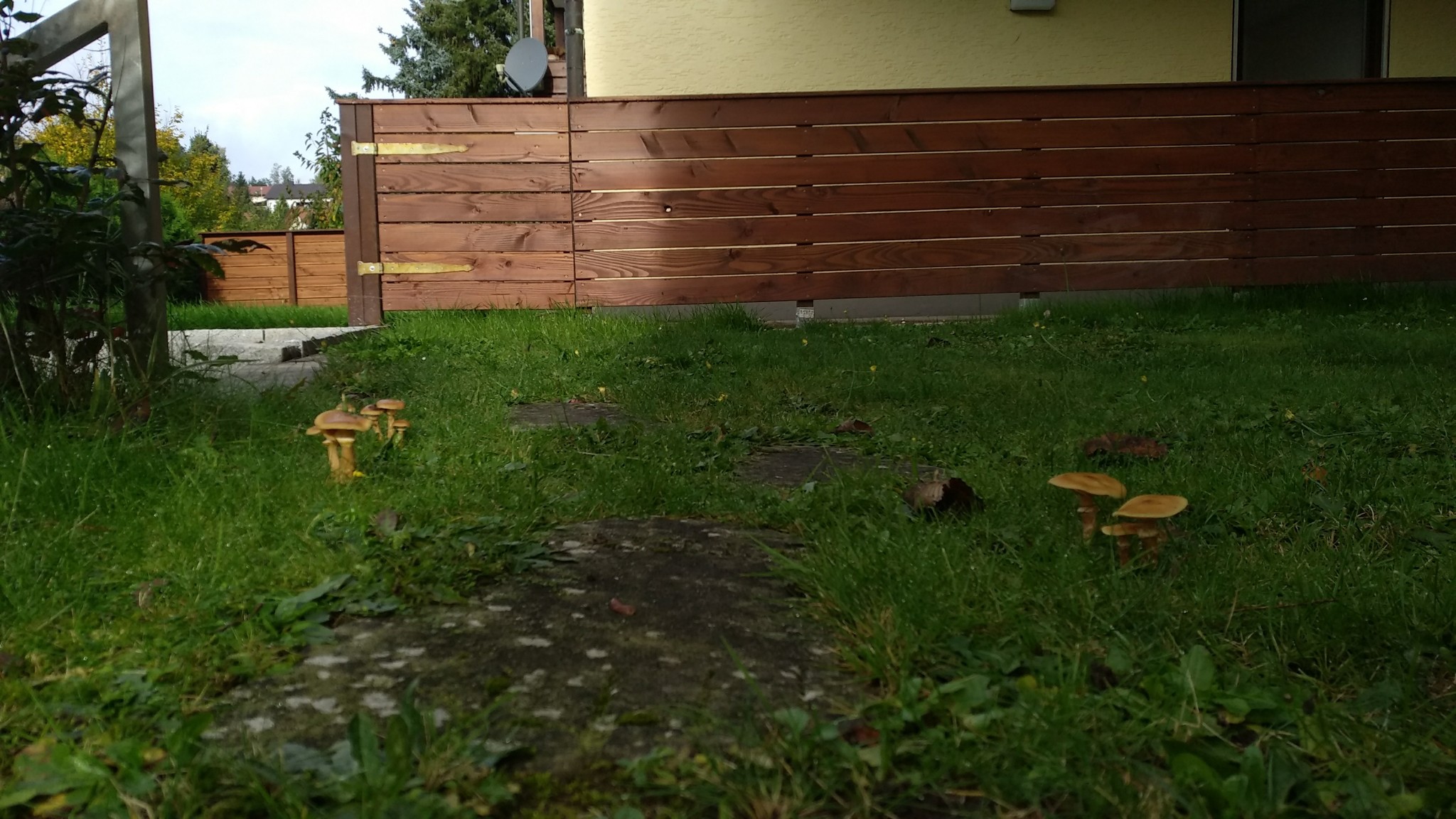 Unexpectedly ;) - My, Mushrooms, Germany, Suddenly