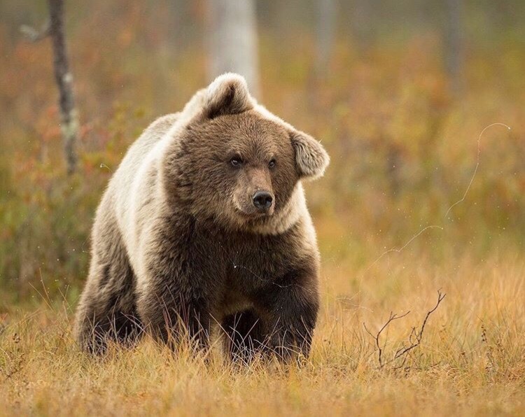 Plush ears. - Bear, The photo, wildlife, Milota, The Bears