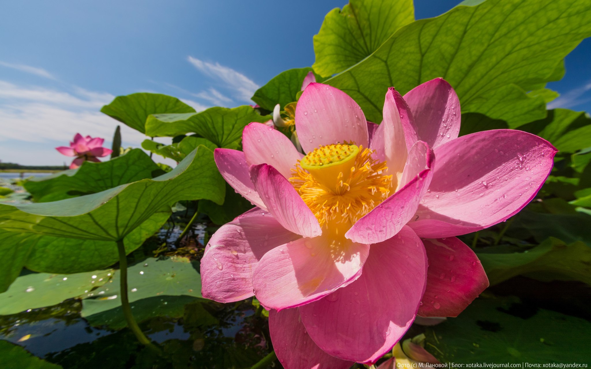 Растения дальнего. Лотос орехоносный Nelumbo nucifera. Лотос Комарова орехоносный. Лотос орехоносный в России. Орехоносный Лотос Астраханский заповедник.