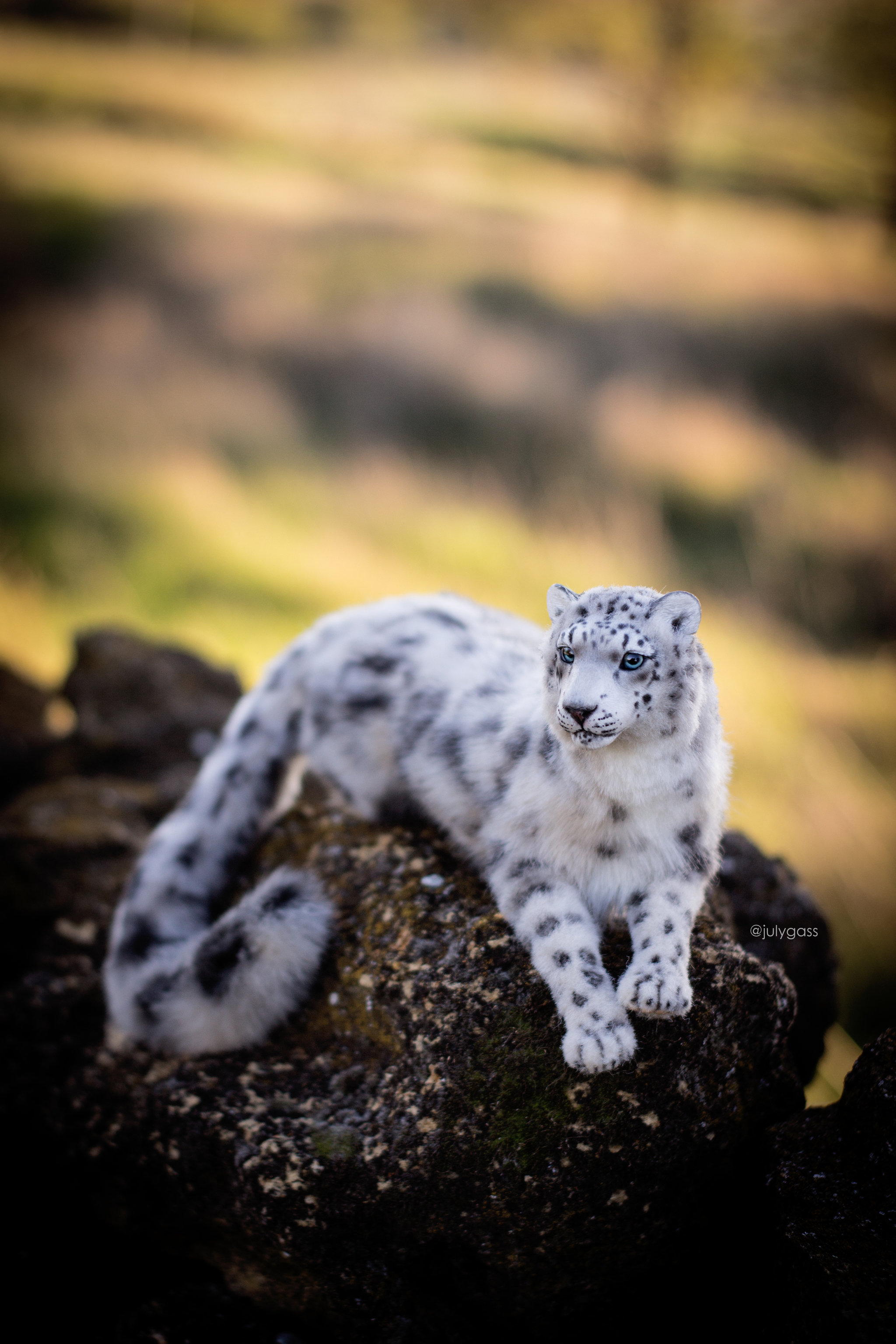 My author's doll snow leopard - My, Polymer clay, Author's toy, Needlework without process, Snow Leopard, cat, Longpost