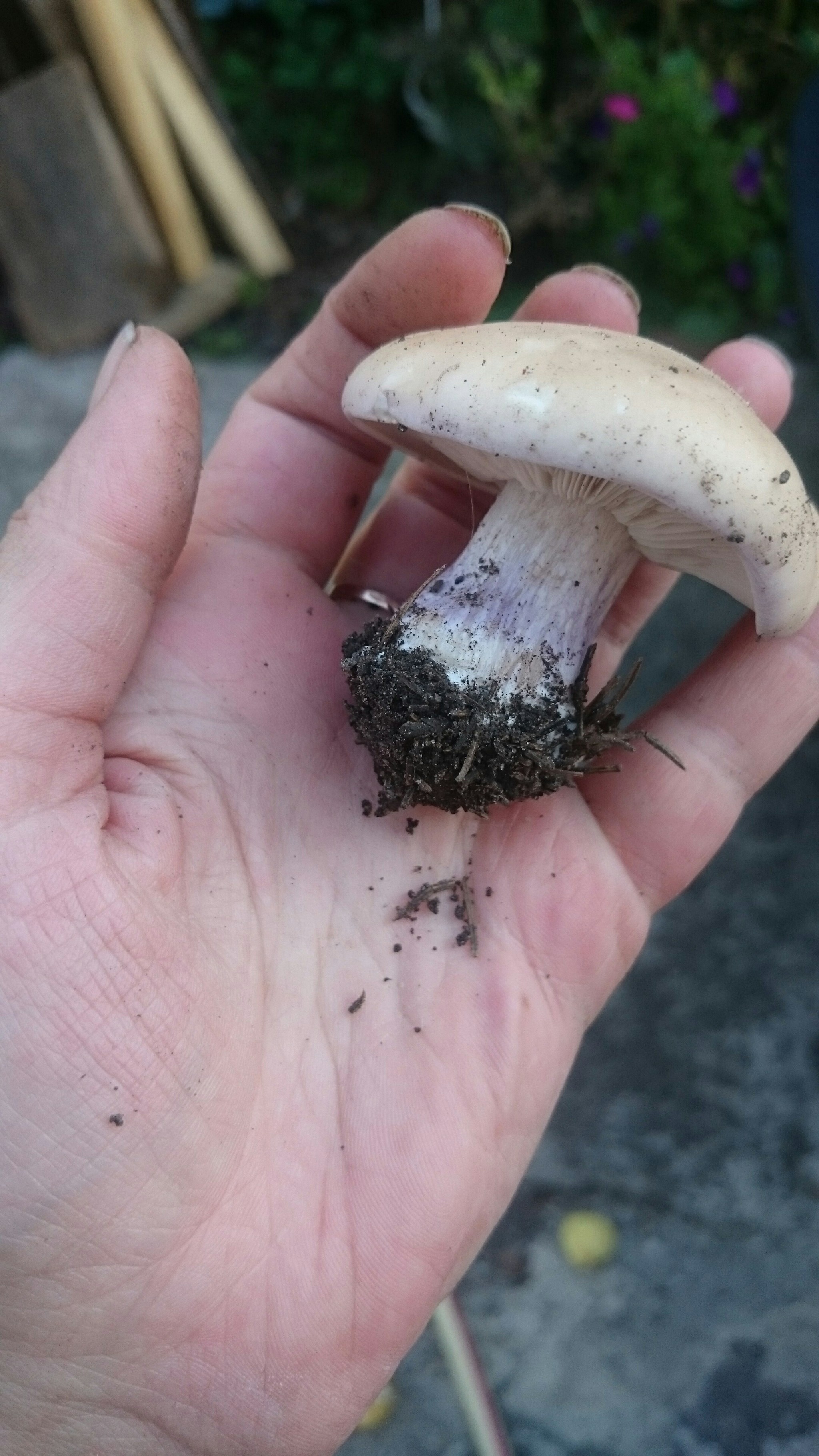 Row under the tree - My, Mushrooms, Silent hunt, Kharkov, Tricholoma, Longpost