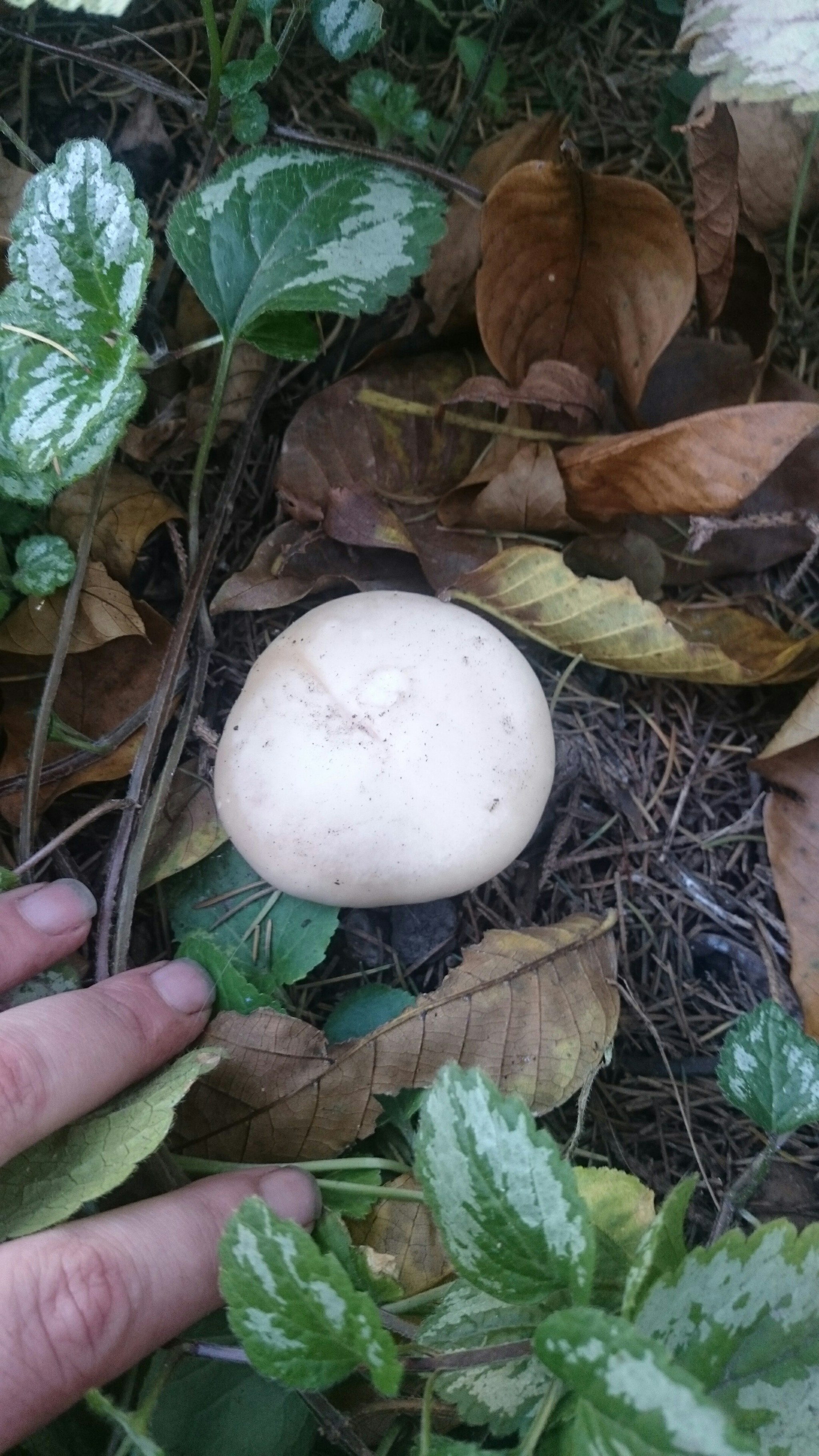 Row under the tree - My, Mushrooms, Silent hunt, Kharkov, Tricholoma, Longpost