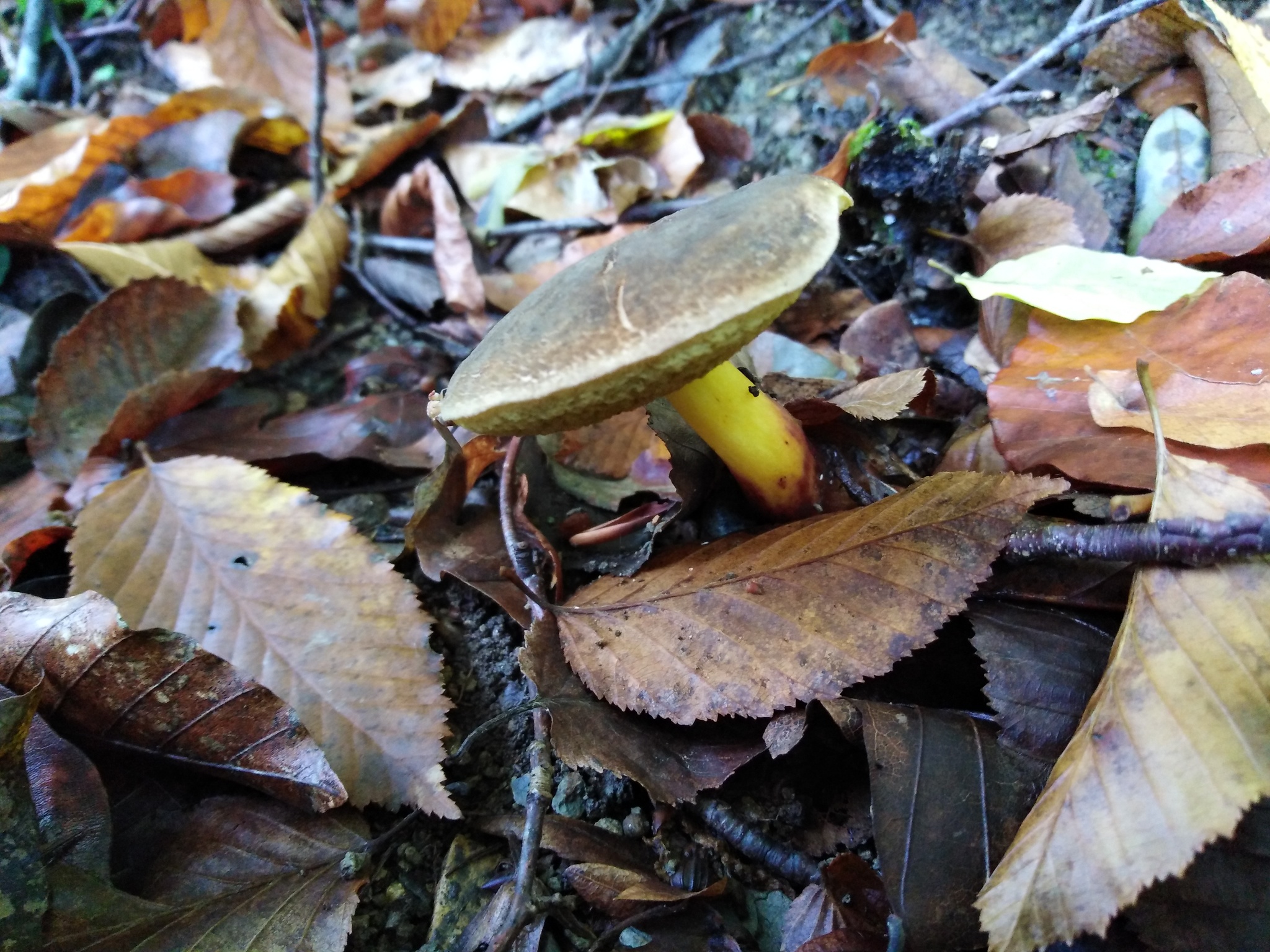 Autumn in Goryachiy Klyuch - My, Photo on sneaker, The nature of Russia, Longpost