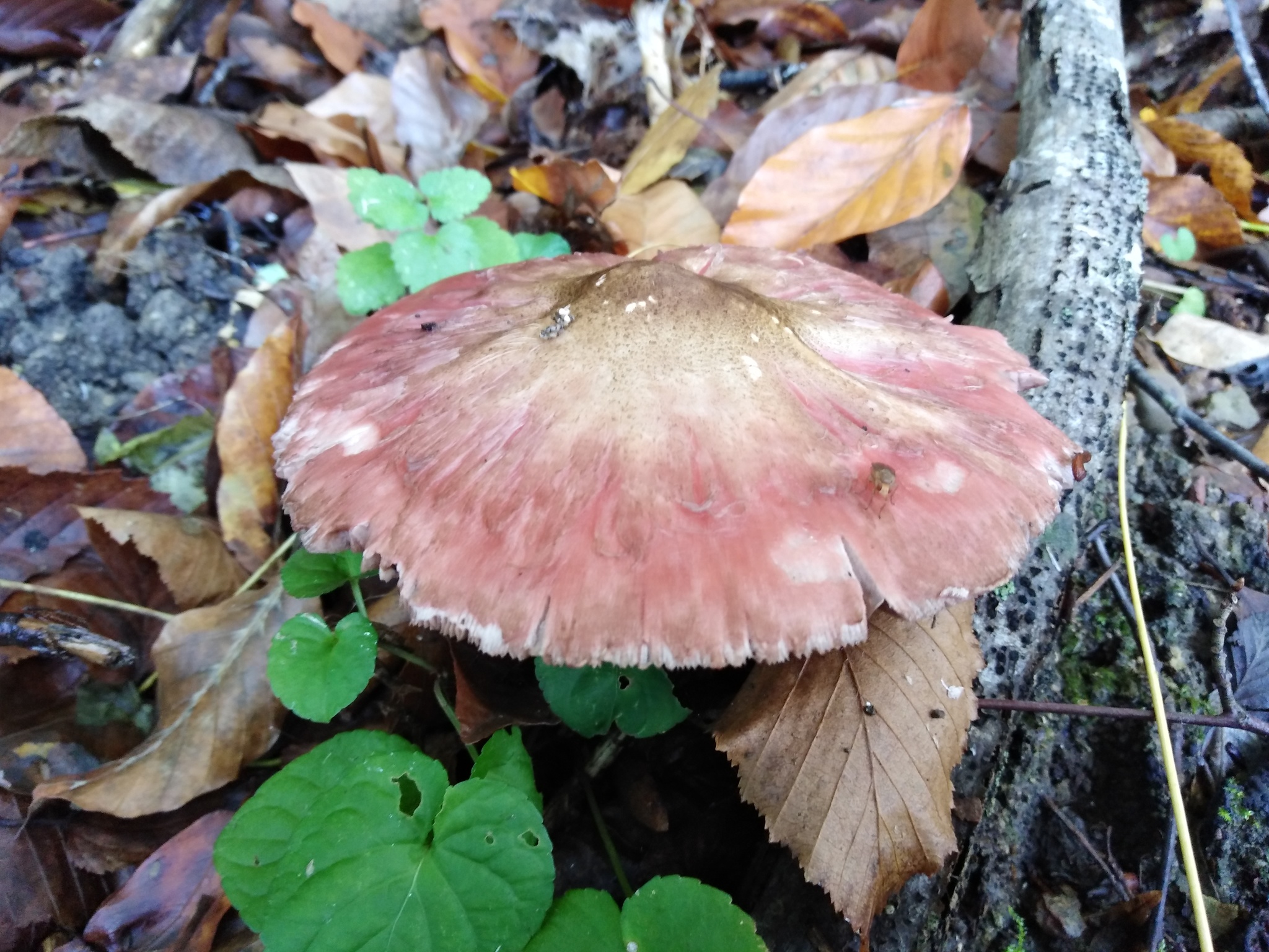 Autumn in Goryachiy Klyuch - My, Photo on sneaker, The nature of Russia, Longpost