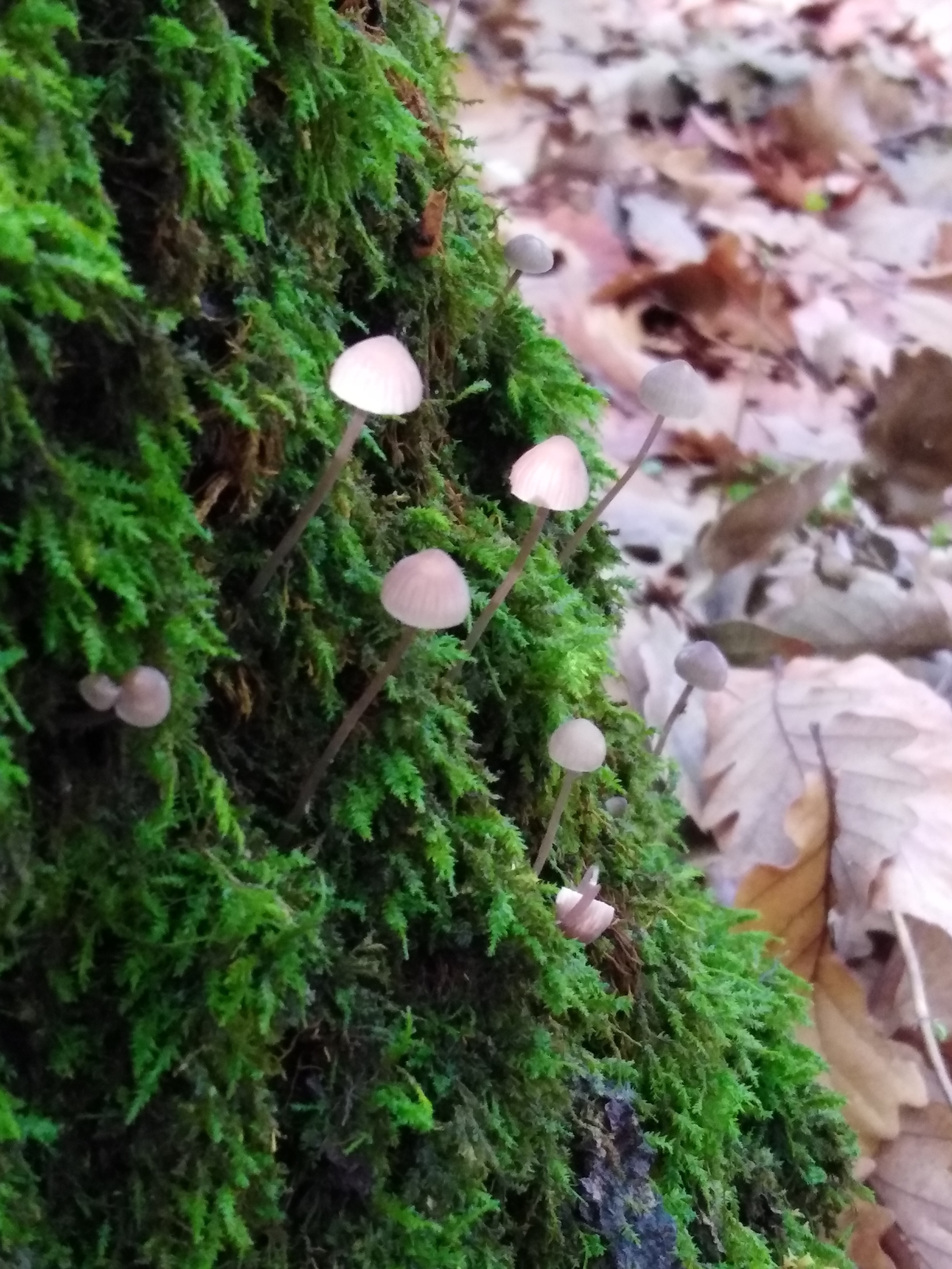 Autumn in Goryachiy Klyuch - My, Photo on sneaker, The nature of Russia, Longpost