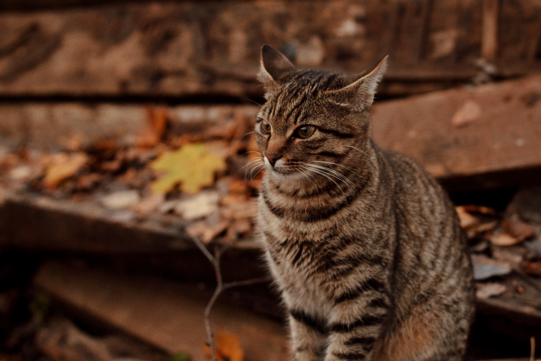 Walking with the cat family - My, The photo, cat, cat house, Forest, Portrait, Longpost