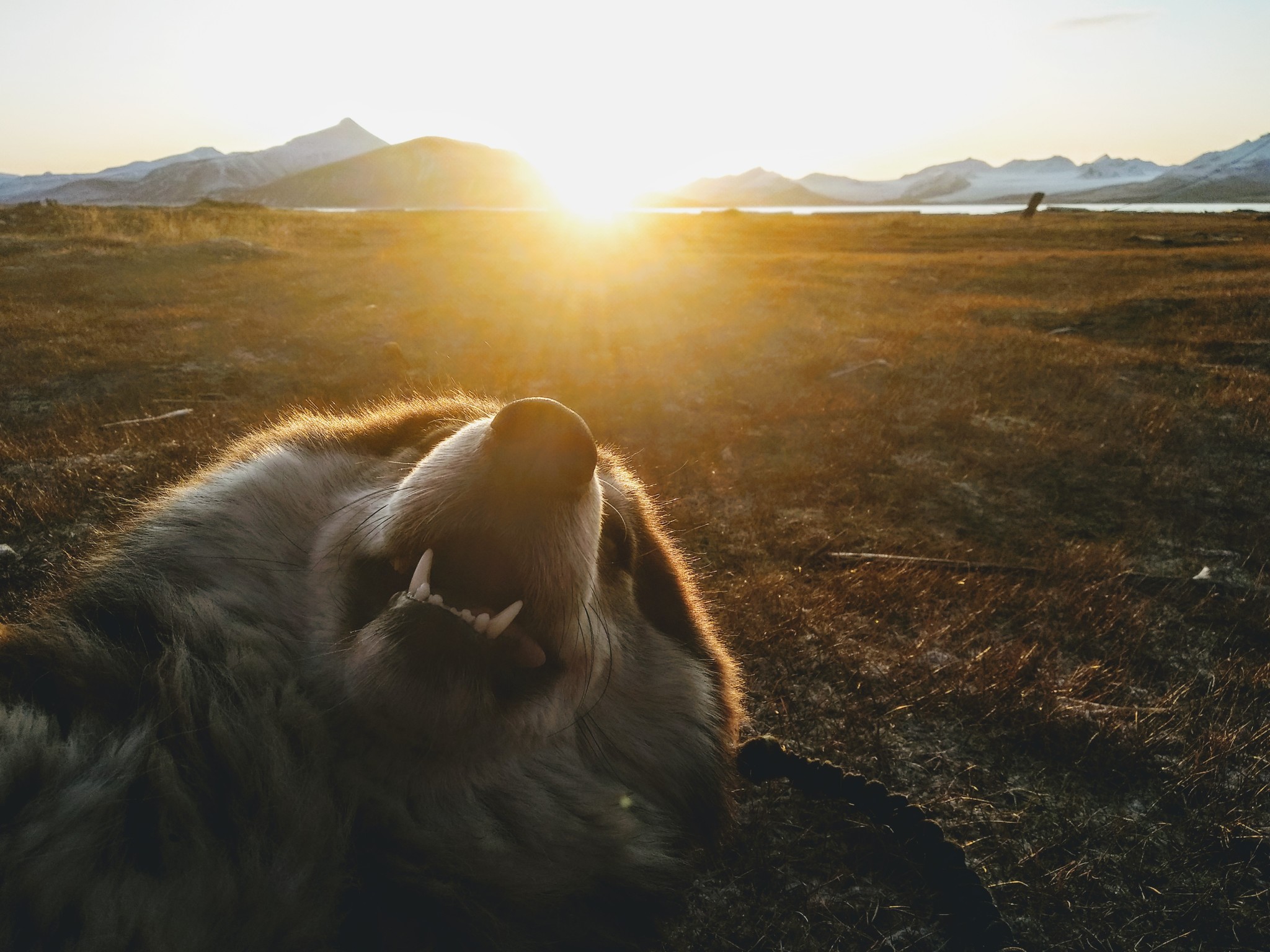 Мыс Финисет - Моё, Шпицберген, Svalbard, Рассвет, Длиннопост