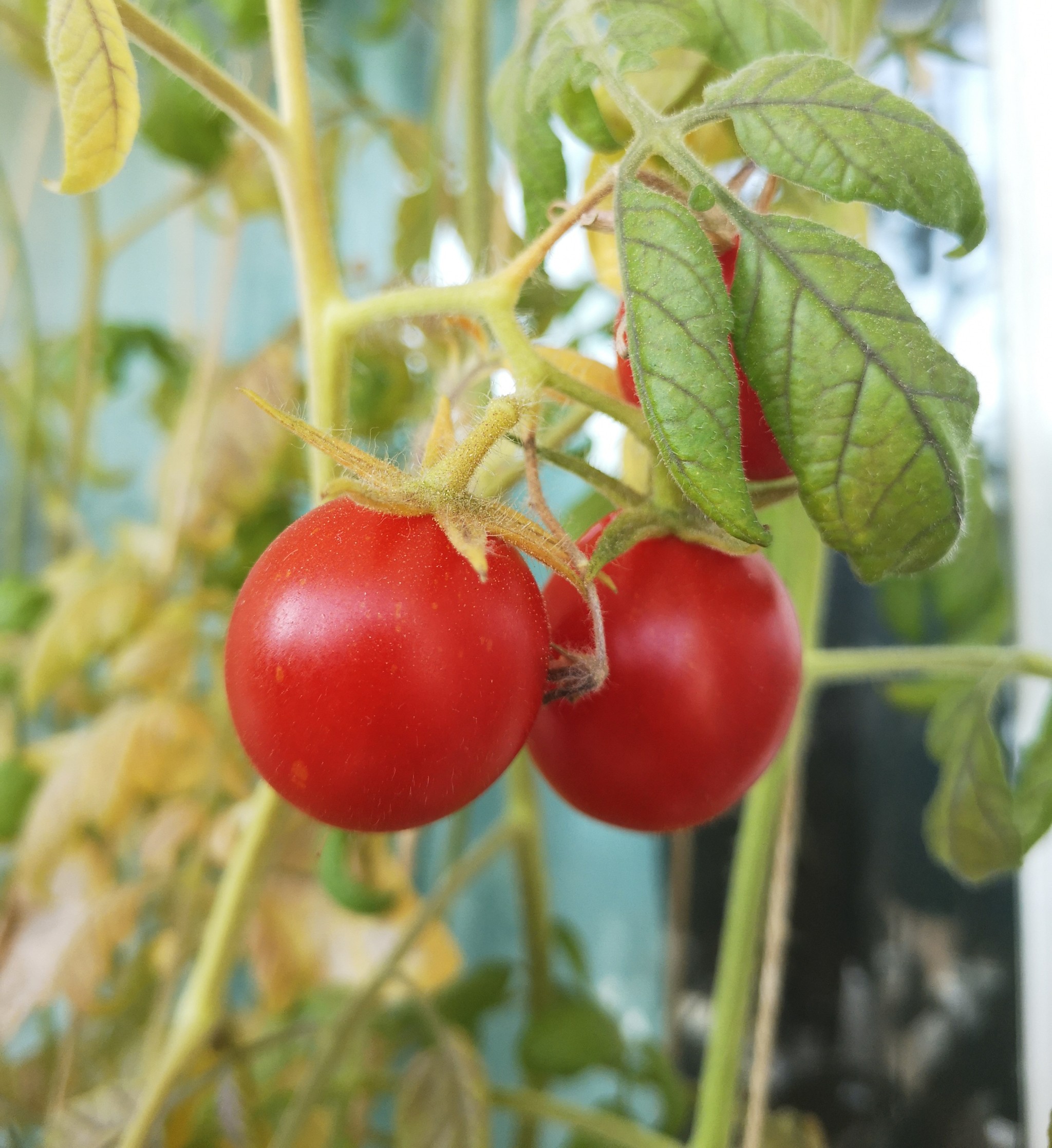 autumn balcony harvest - My, Mobile photography, Vegetable garden on the windowsill