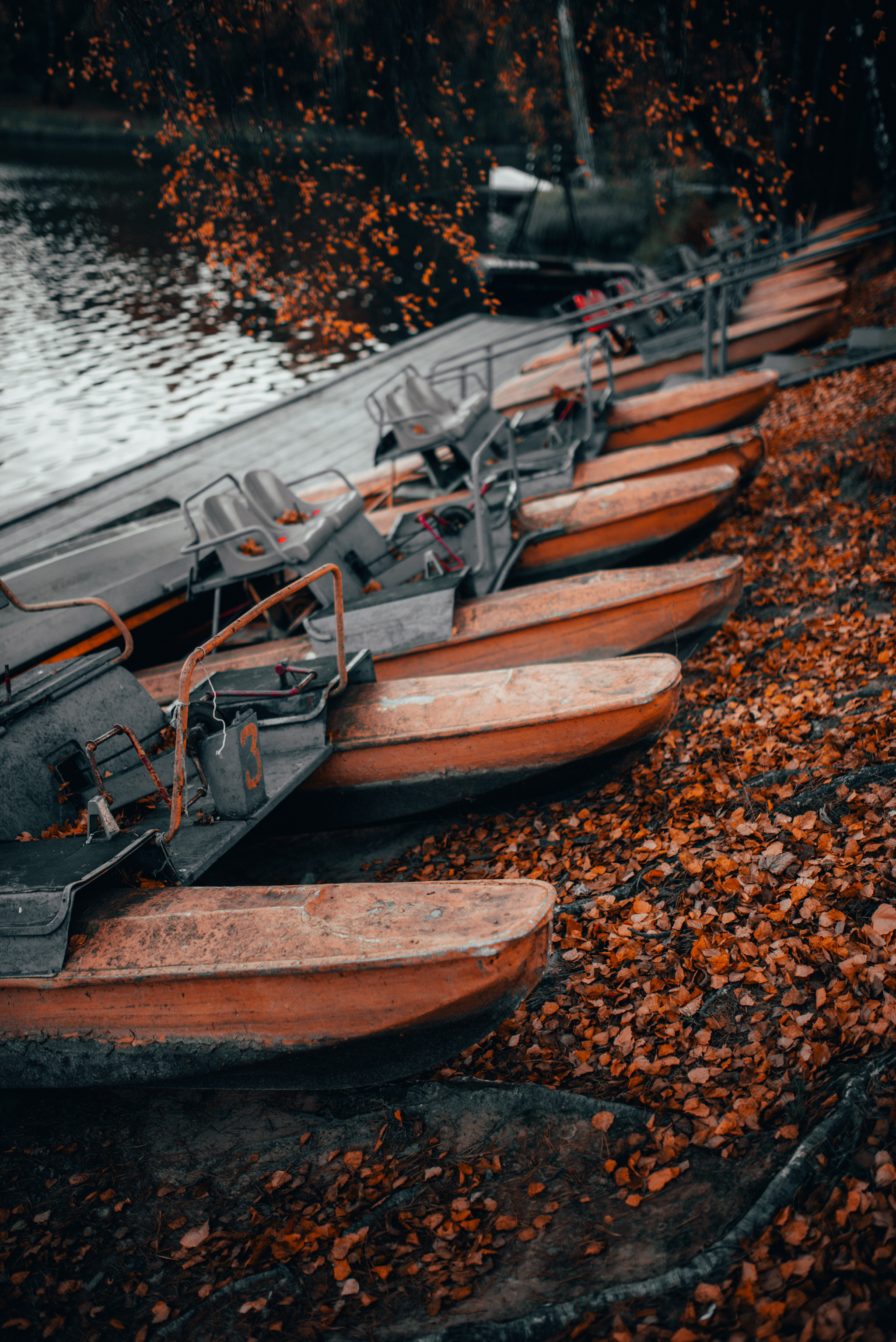 Autumn - the threshold of oblivion - My, Autumn, cat, The photo, Nature, A boat, Leaves, Longpost