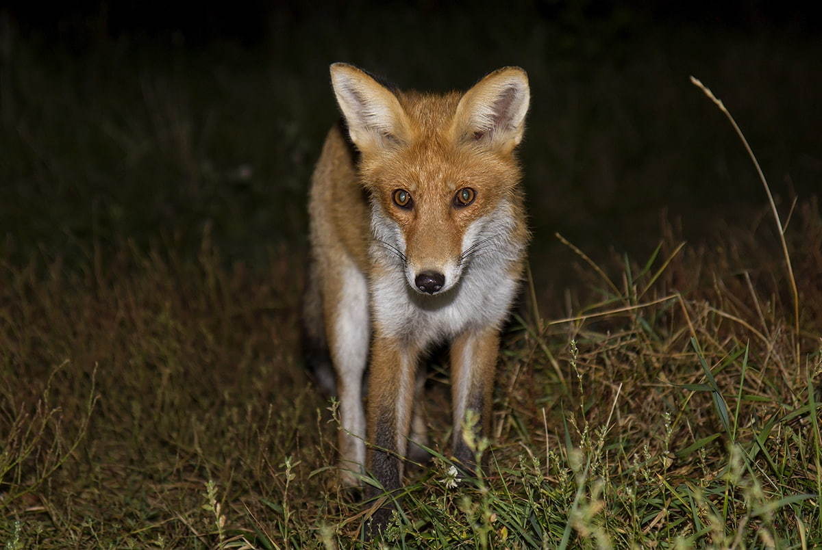 Foxes of Moscow - 2 - Fox, The photo, Moscow, Longpost