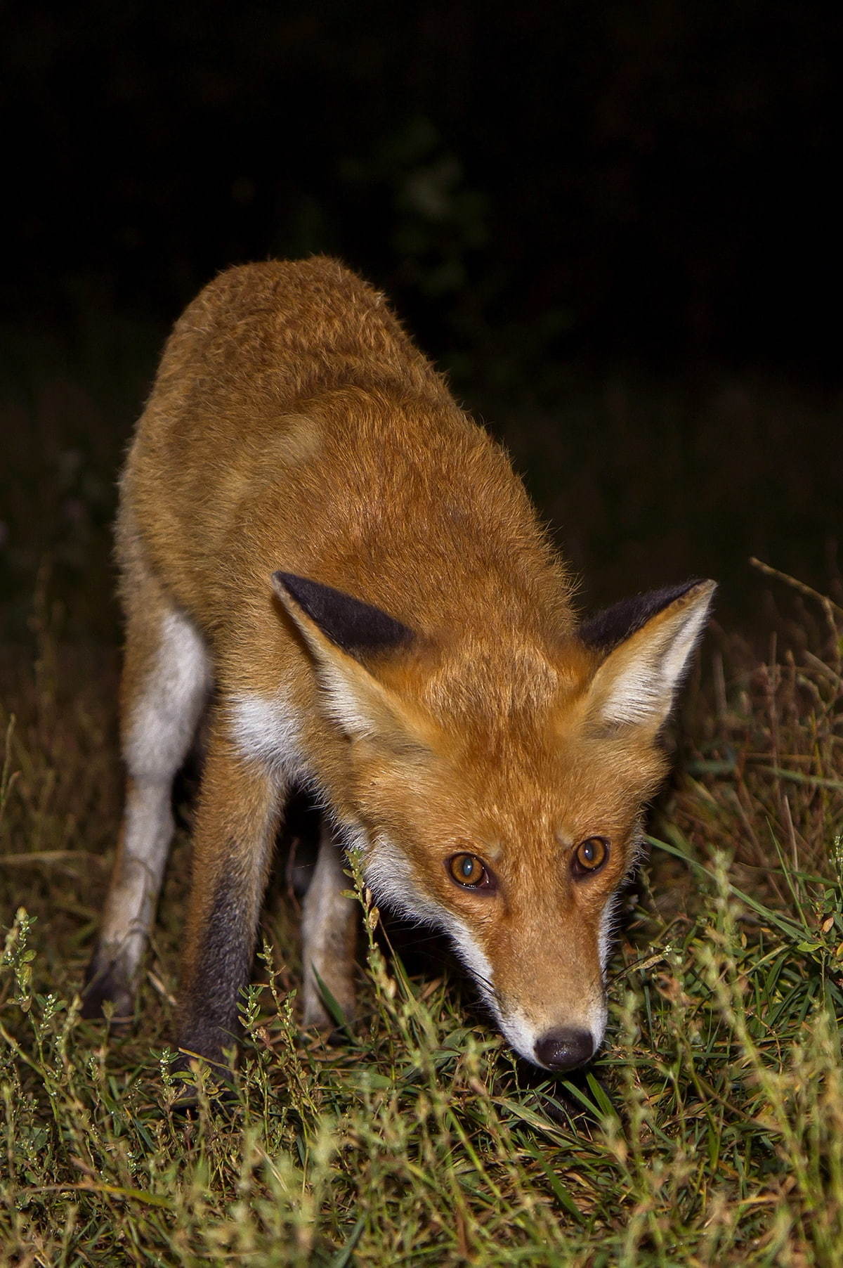 Foxes of Moscow - 2 - Fox, The photo, Moscow, Longpost