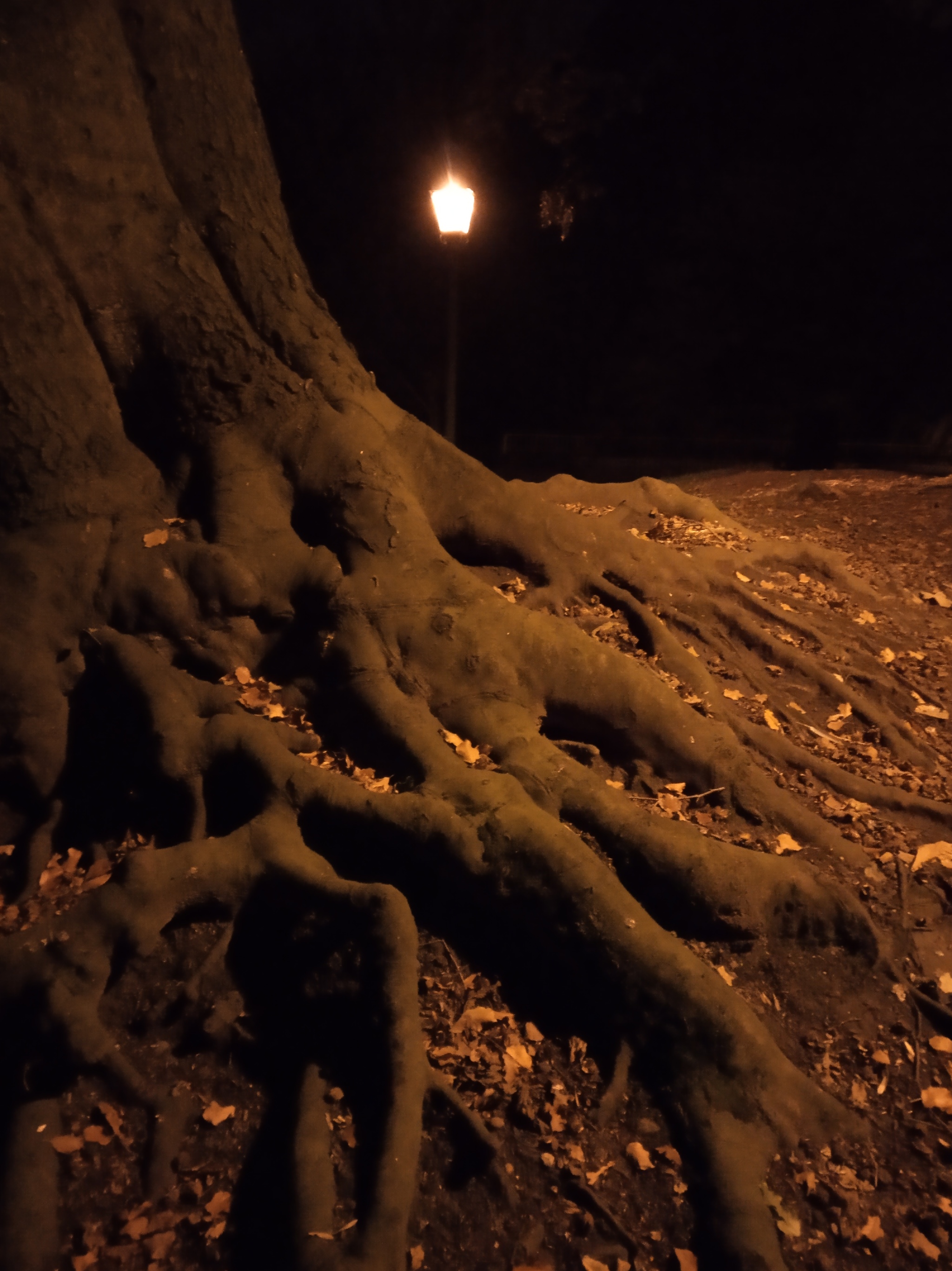 Autumn garden at night - My, Very, The park, Longpost