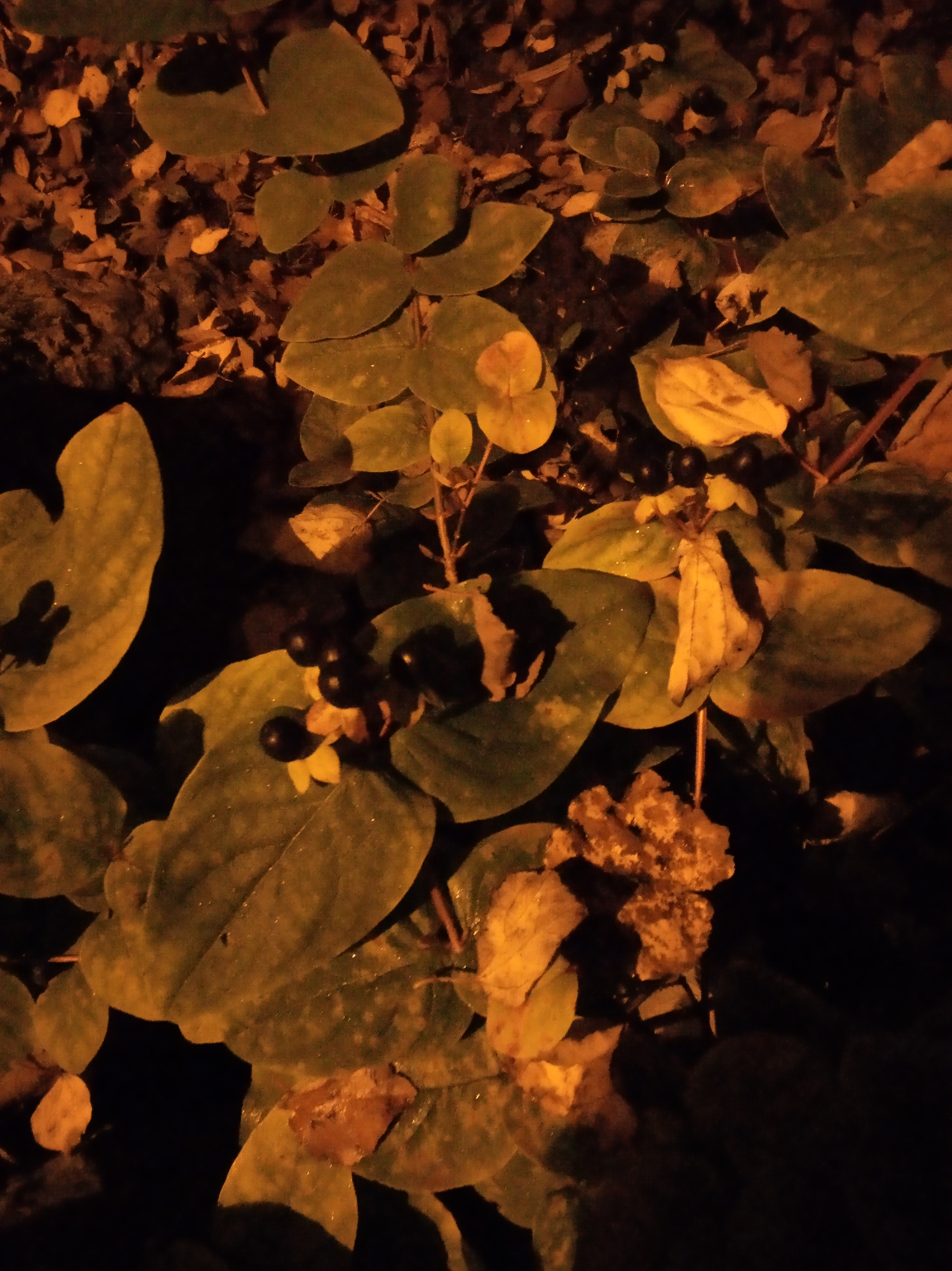 Autumn garden at night - My, Very, The park, Longpost