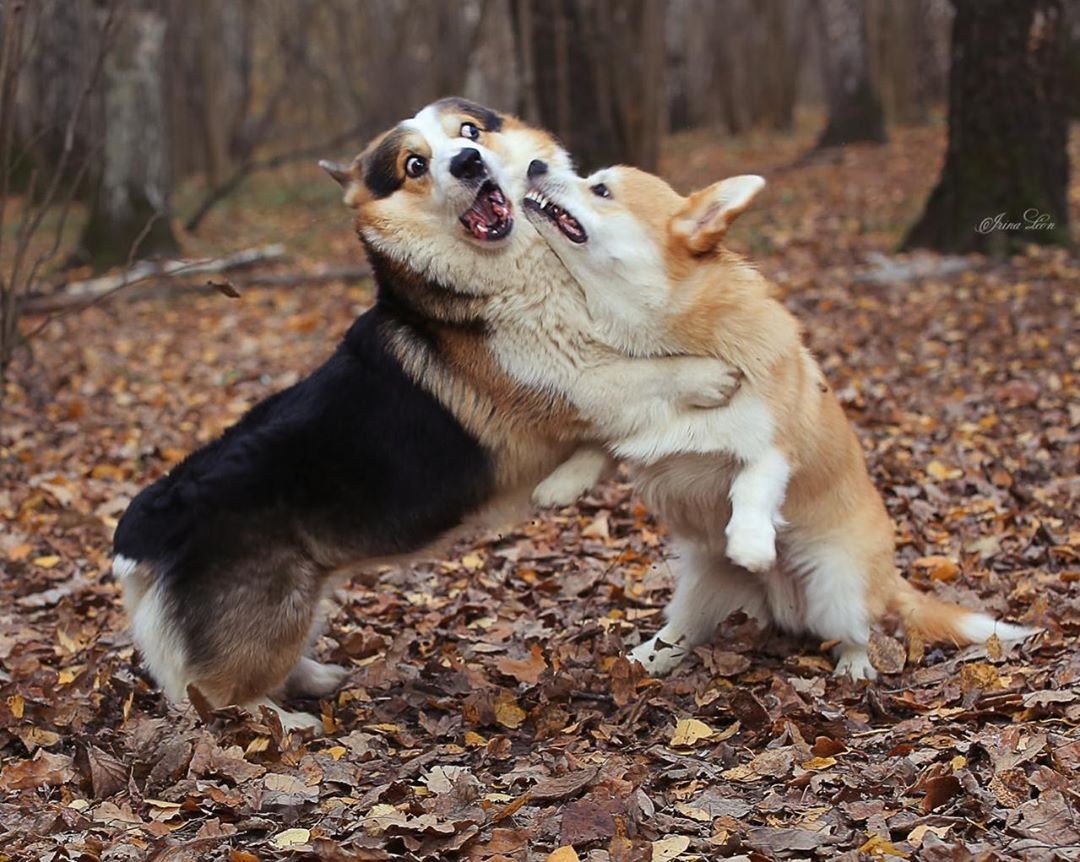 Great battle - Corgi, Dog, Welsh corgi pembroke