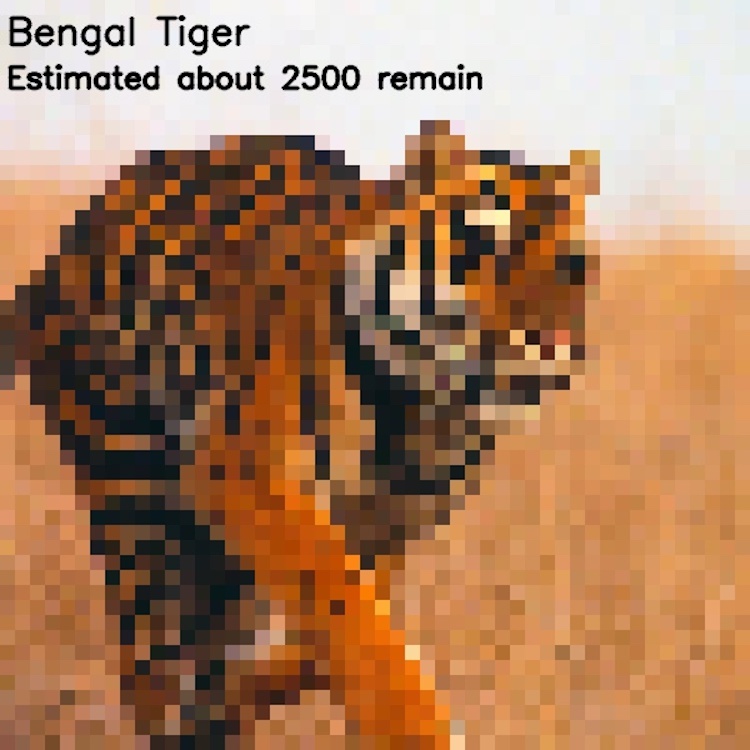 The number of pixels is equal to the number of endangered species - wildlife, Endangered species, Pixel, Comparison, Longpost