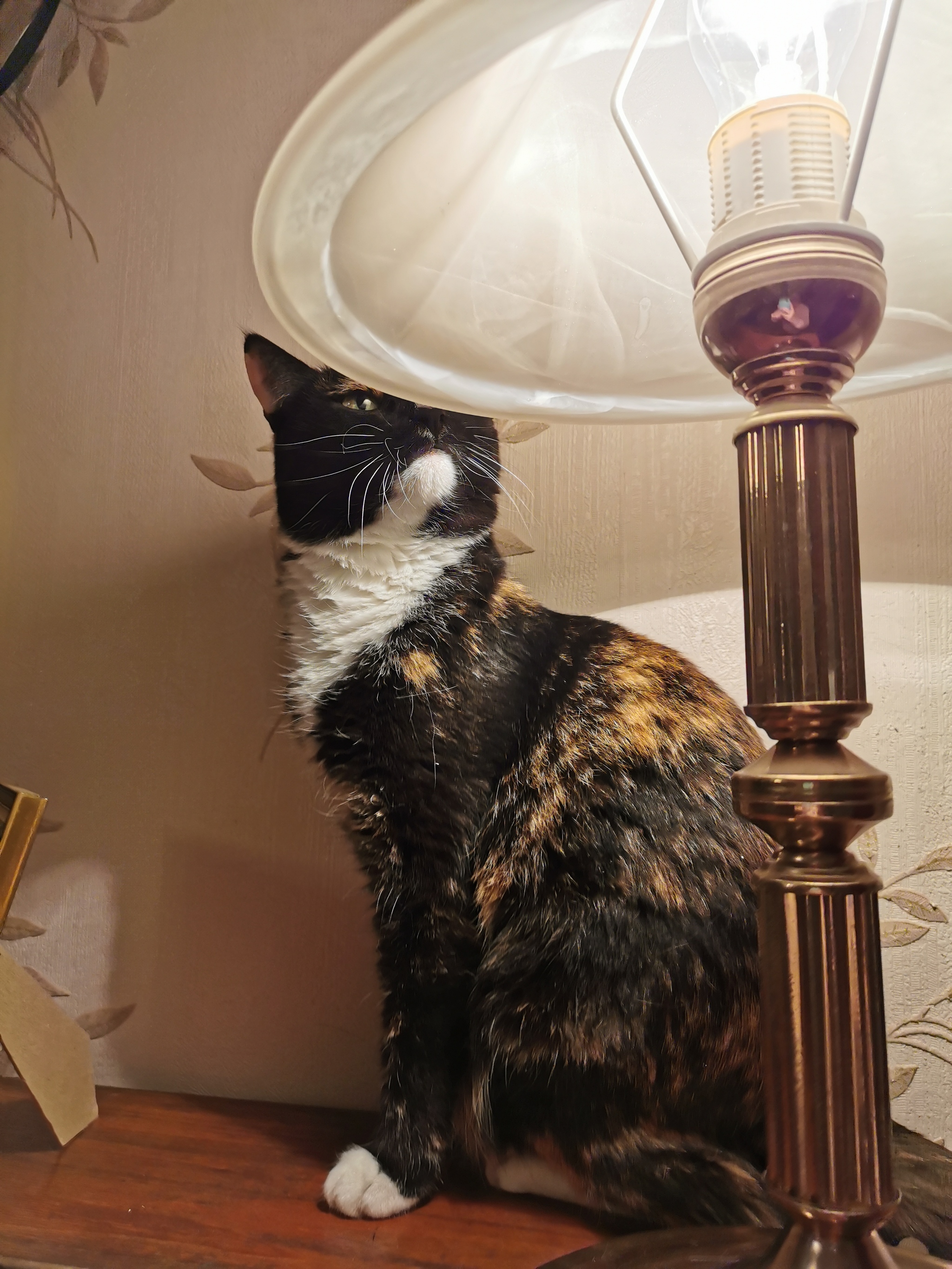 Have you ordered a cat lamp? - My, Catomafia, Cat with lamp, cat, Mobile photography