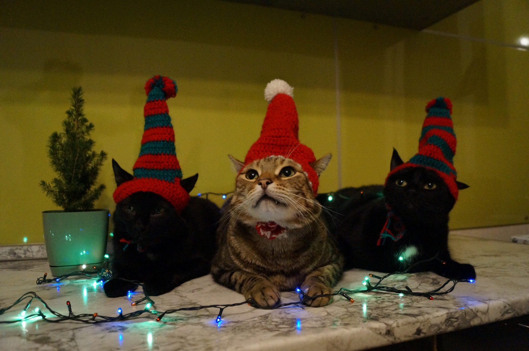 My friend's Christmas cats - My, Catomafia, cat, New Year, New year cat, Longpost