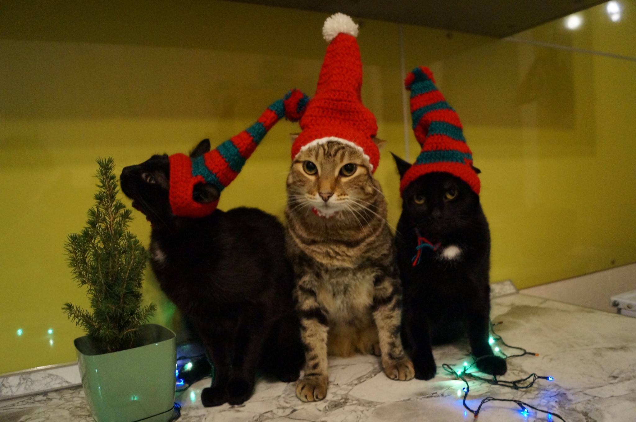 My friend's Christmas cats - My, Catomafia, cat, New Year, New year cat, Longpost