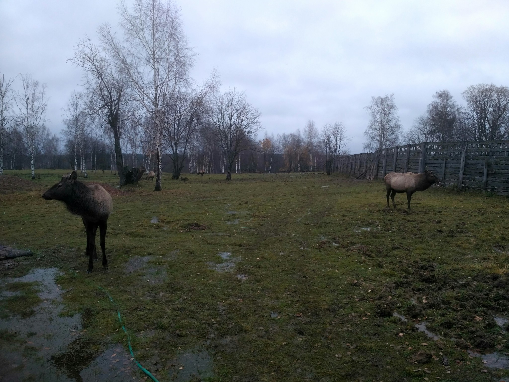 Kostroma deer breeding complex - My, Deer, Maral, Maralnik, Maral antlers, Deer