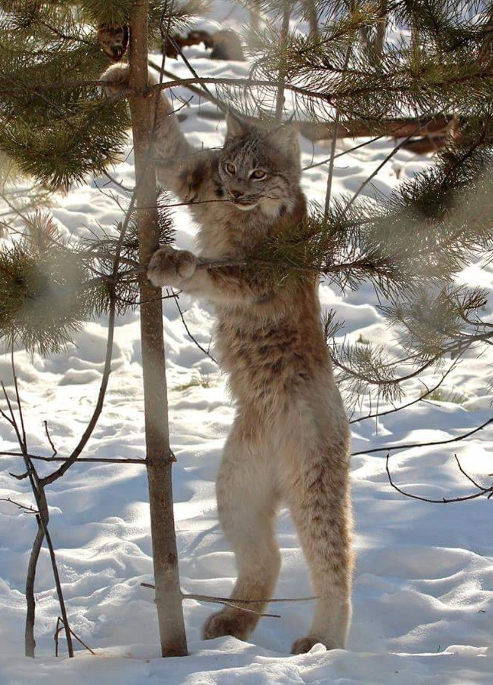 Take a picture of me like this - Lynx, Taiga, Winter, The photo, Posing, Cat family, Small cats, Animals