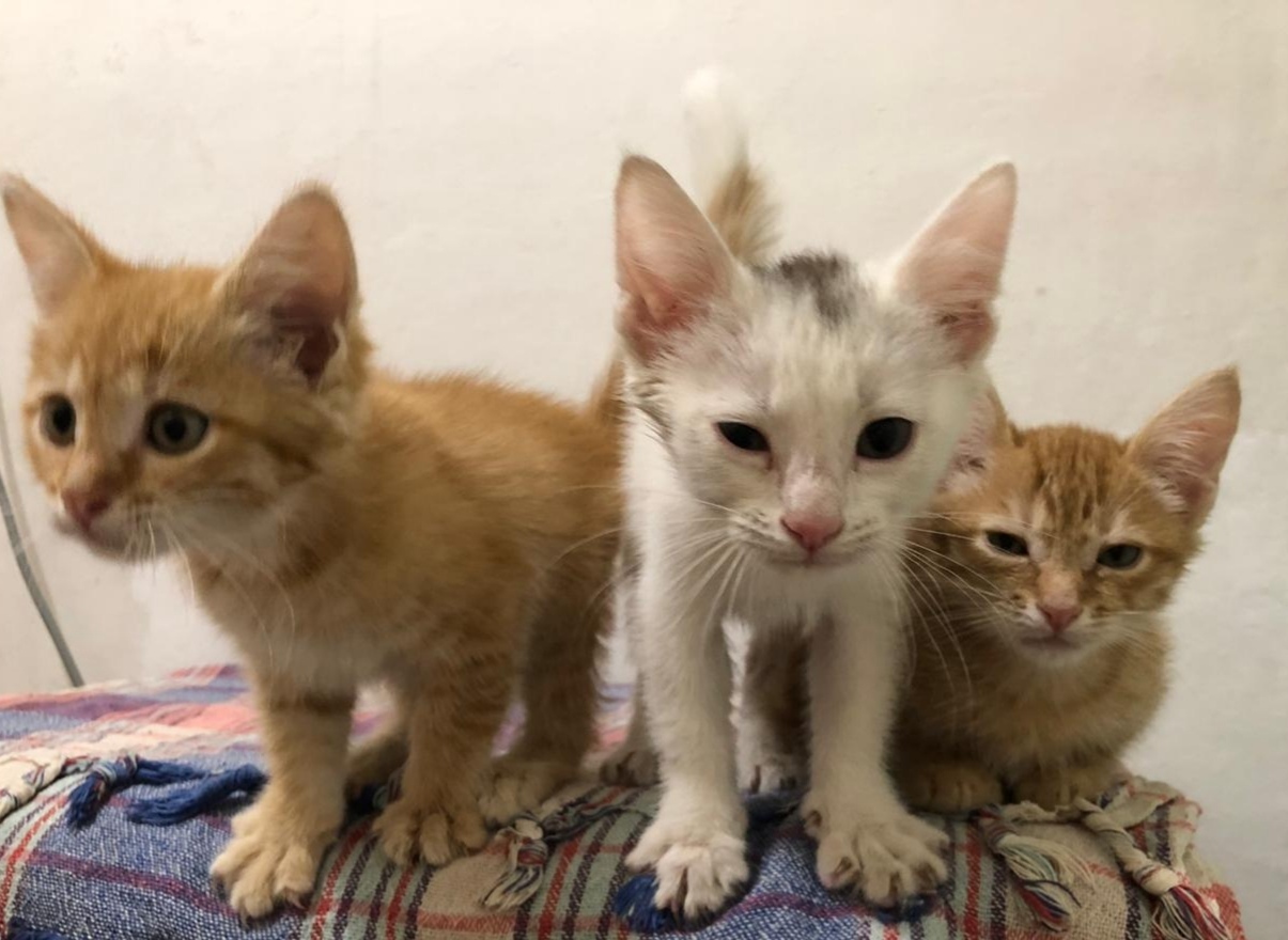 Kittens-foundlings))) all three boys)))) who needs a cat?))) - My, Kittens, I will give, Longpost, In good hands, cat, Found a cat, Moscow, No rating