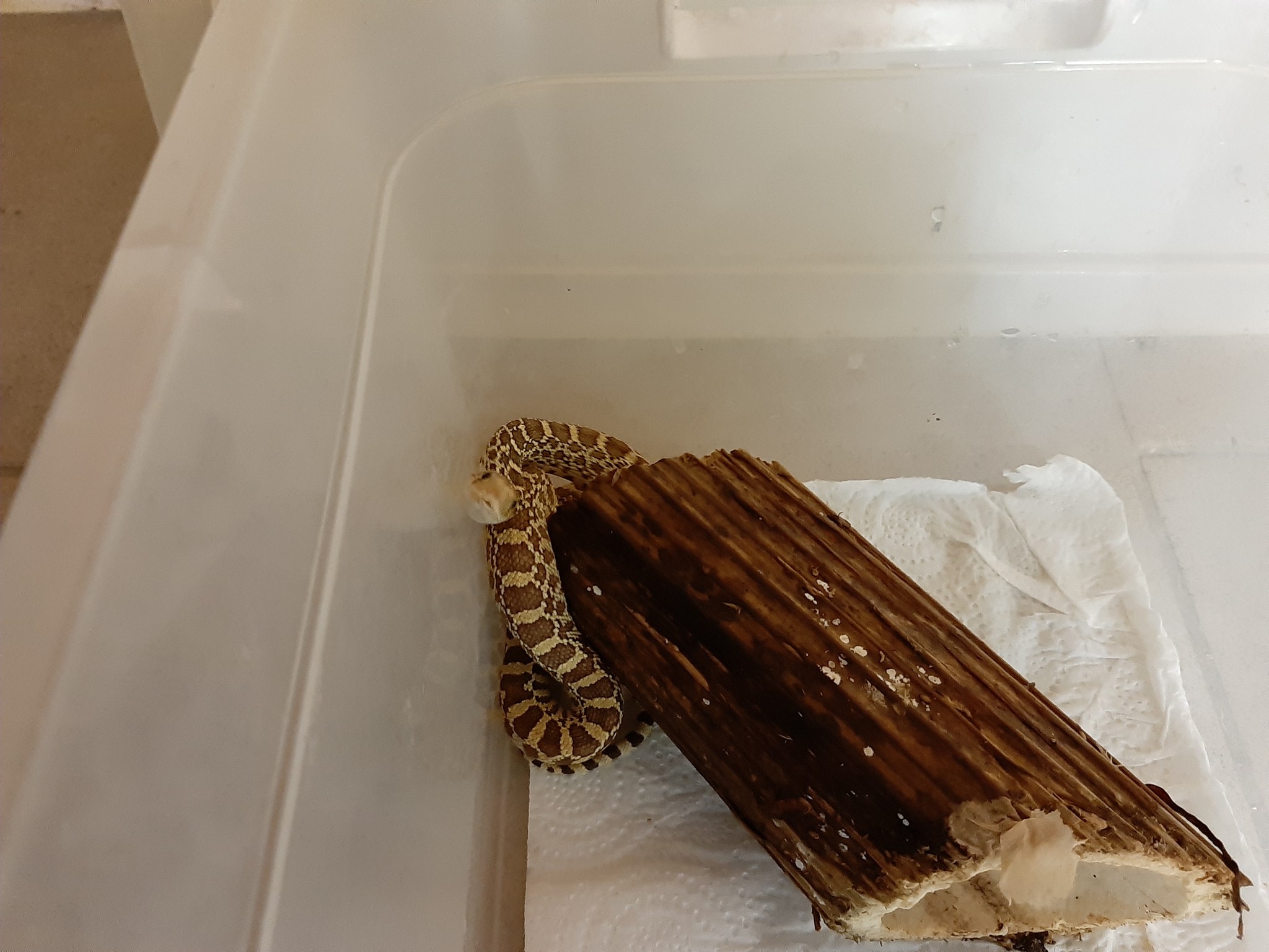 A small reviewer of a part of my collection of reptiles and amphibians / Gopher snakes - My, Snake, Pet, Terrariumistics, Exotic, Hobby, Longpost, Pets