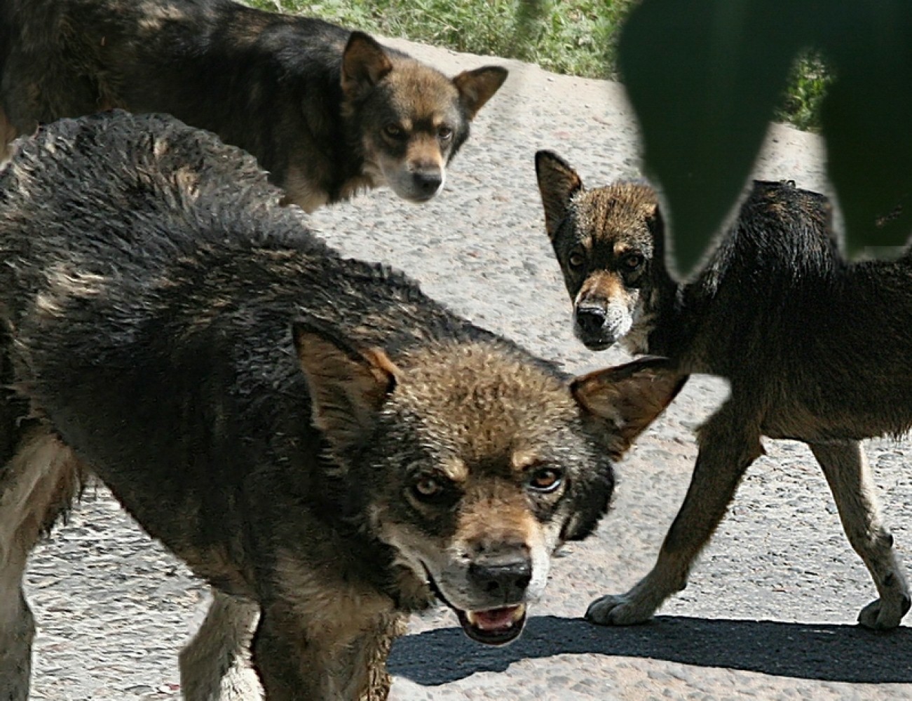 Stray dogs ate pensioner - Ate, Stray dogs, Grandmother, Permian, Animal defenders, Negative