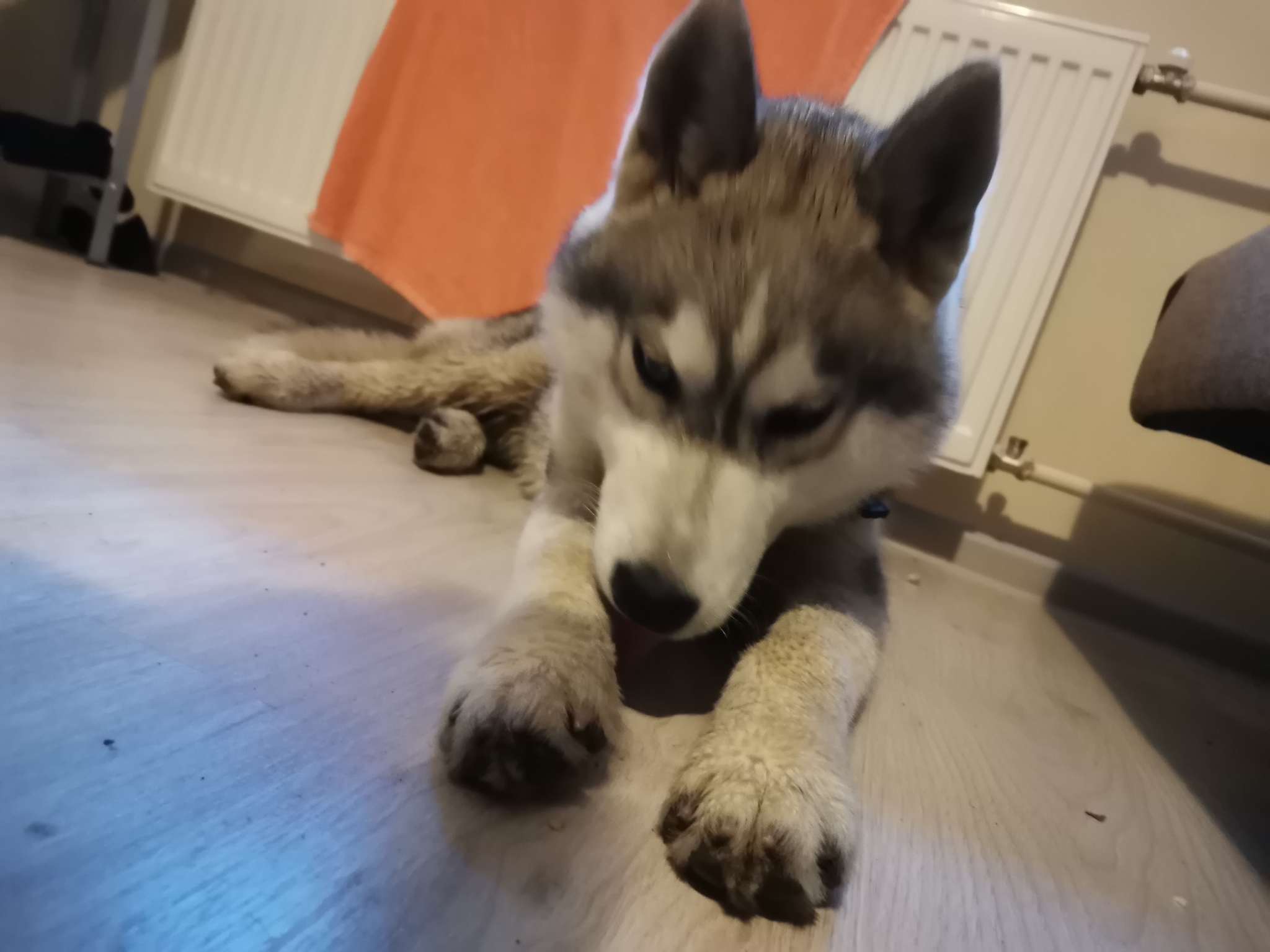 Whose husky in Devyatkino (St. Petersburg) [The dog was returned to the owner]? - My, Dog, Found a dog, Husky, Devyatkino, Longpost, Saint Petersburg