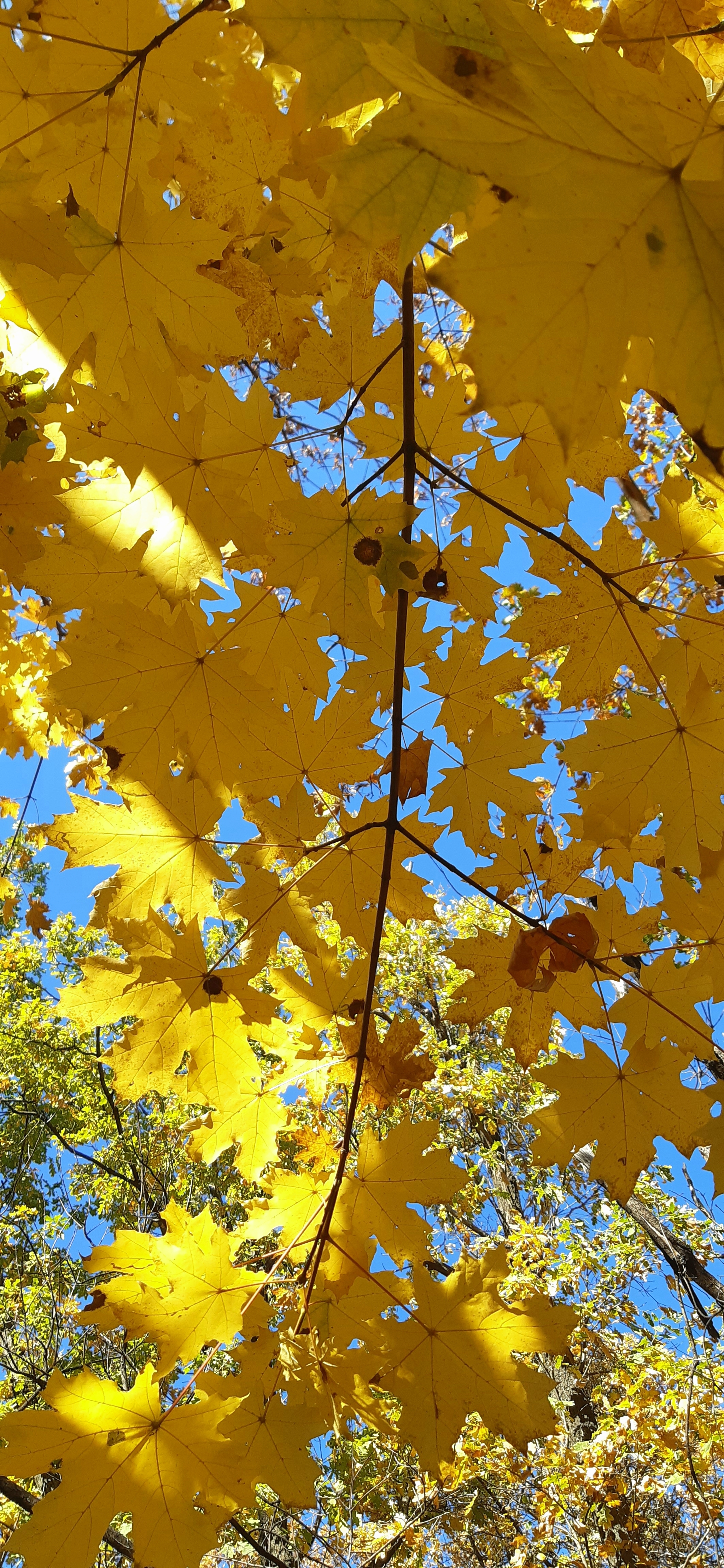 Autumn Donbass (2) - My, Photo on sneaker, Mobile photography, Autumn, Donbass, Longpost