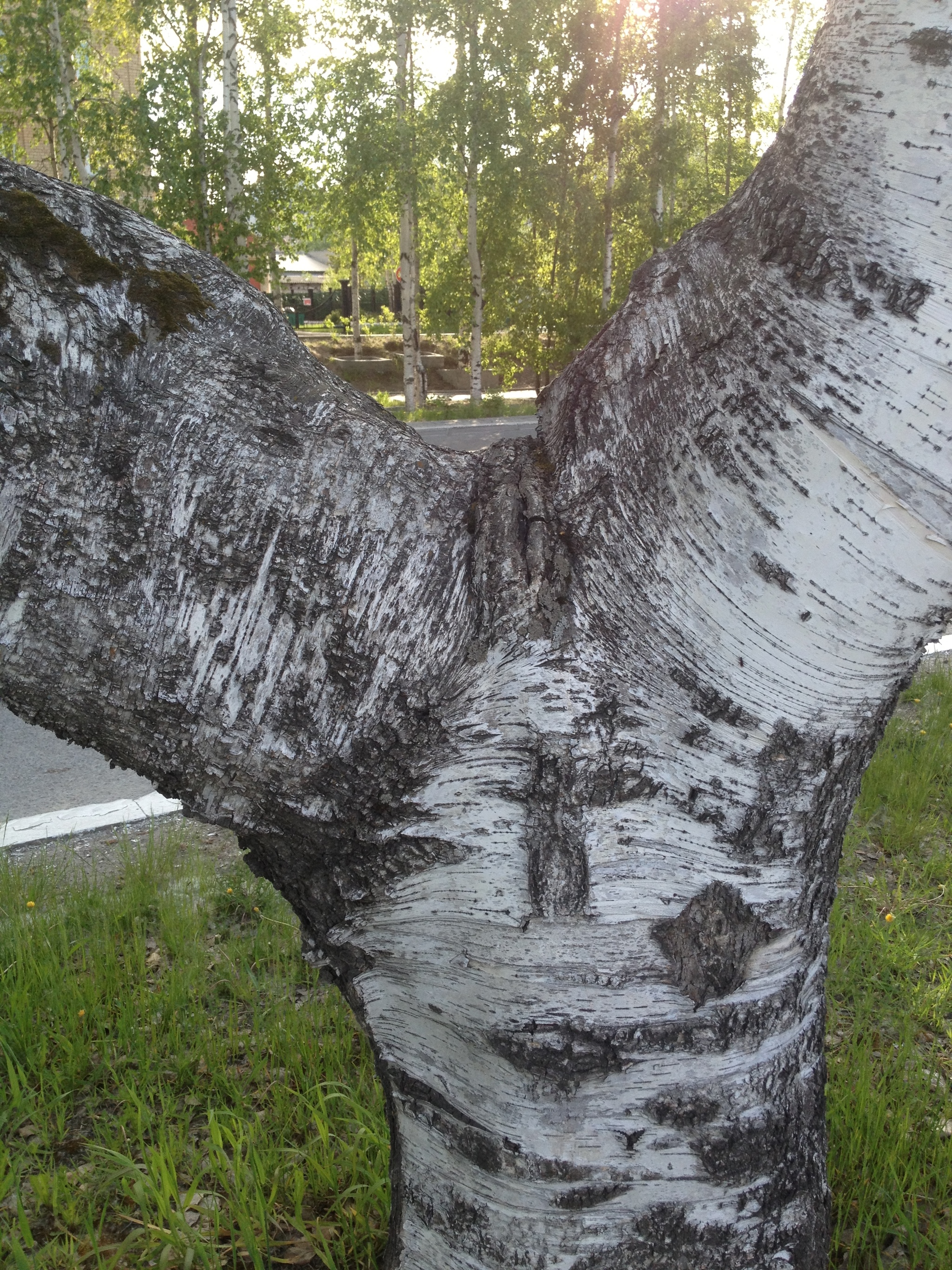 birch in the park - My, White birch, It seemed