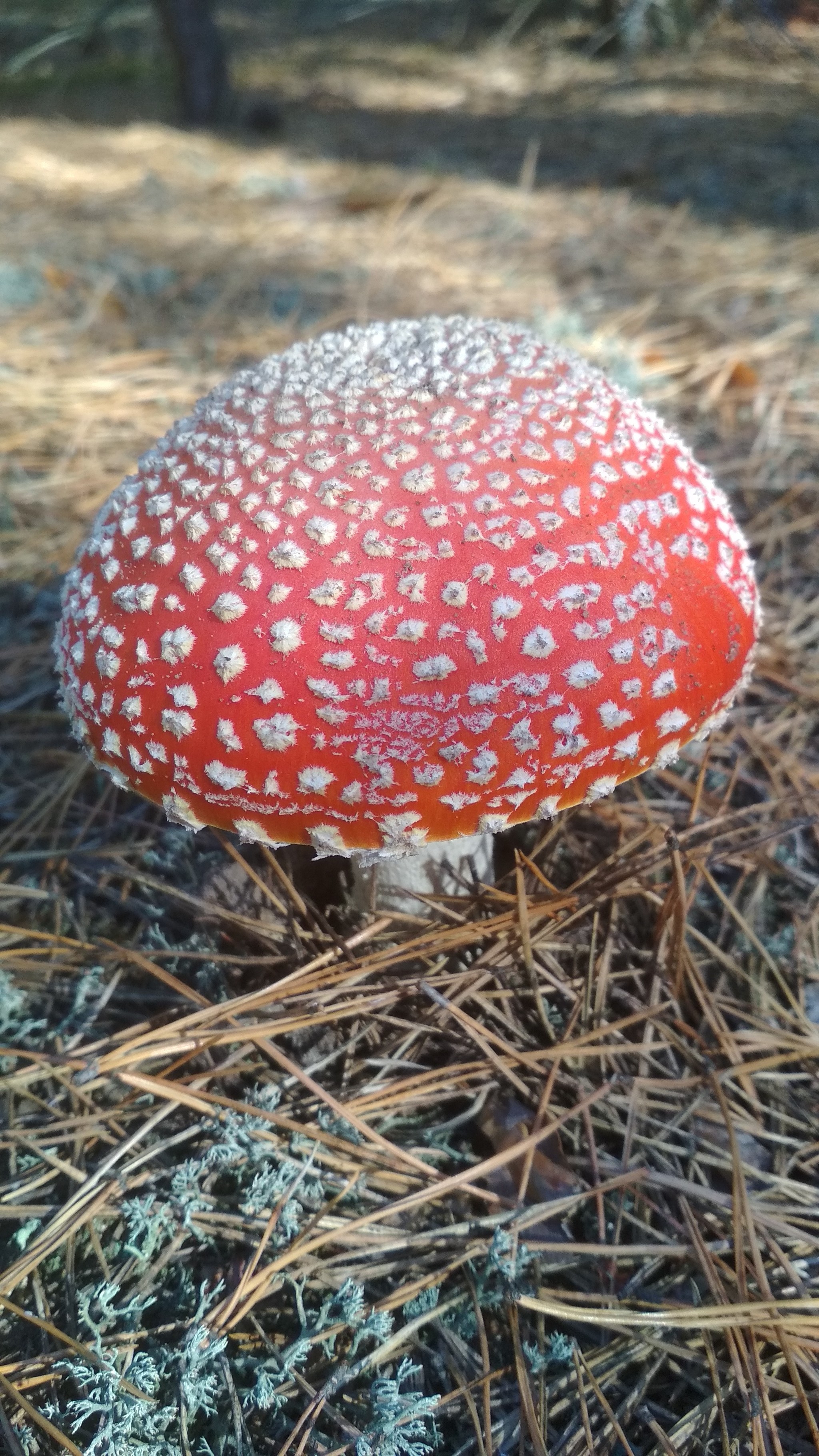 Amanita of the Plyuteev family - My, Fly agaric, Mushrooms, Silent hunt, Xiaomi redmi 4x, Kiev, Toadstool, Longpost