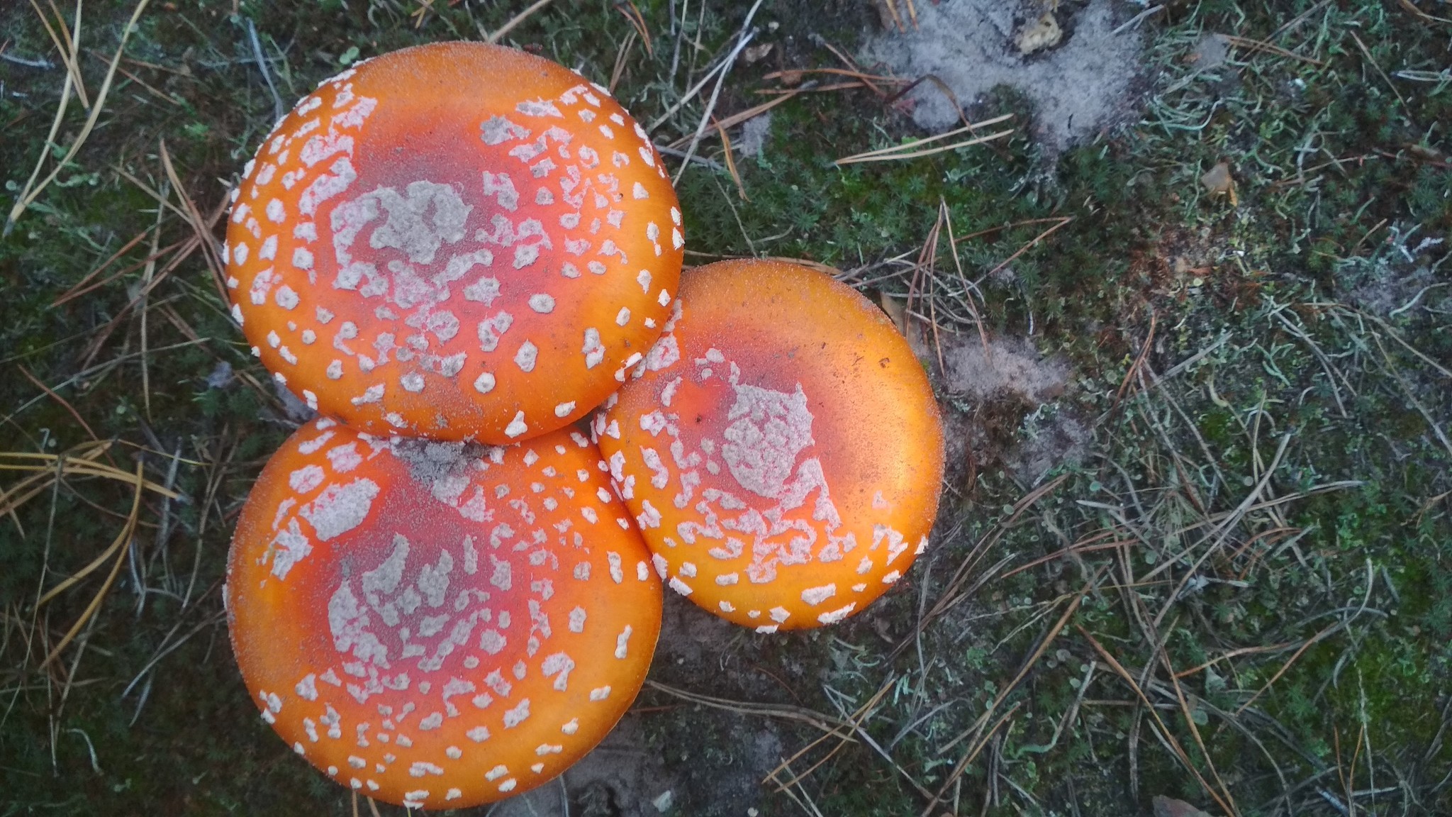 Amanita of the Plyuteev family - My, Fly agaric, Mushrooms, Silent hunt, Xiaomi redmi 4x, Kiev, Toadstool, Longpost