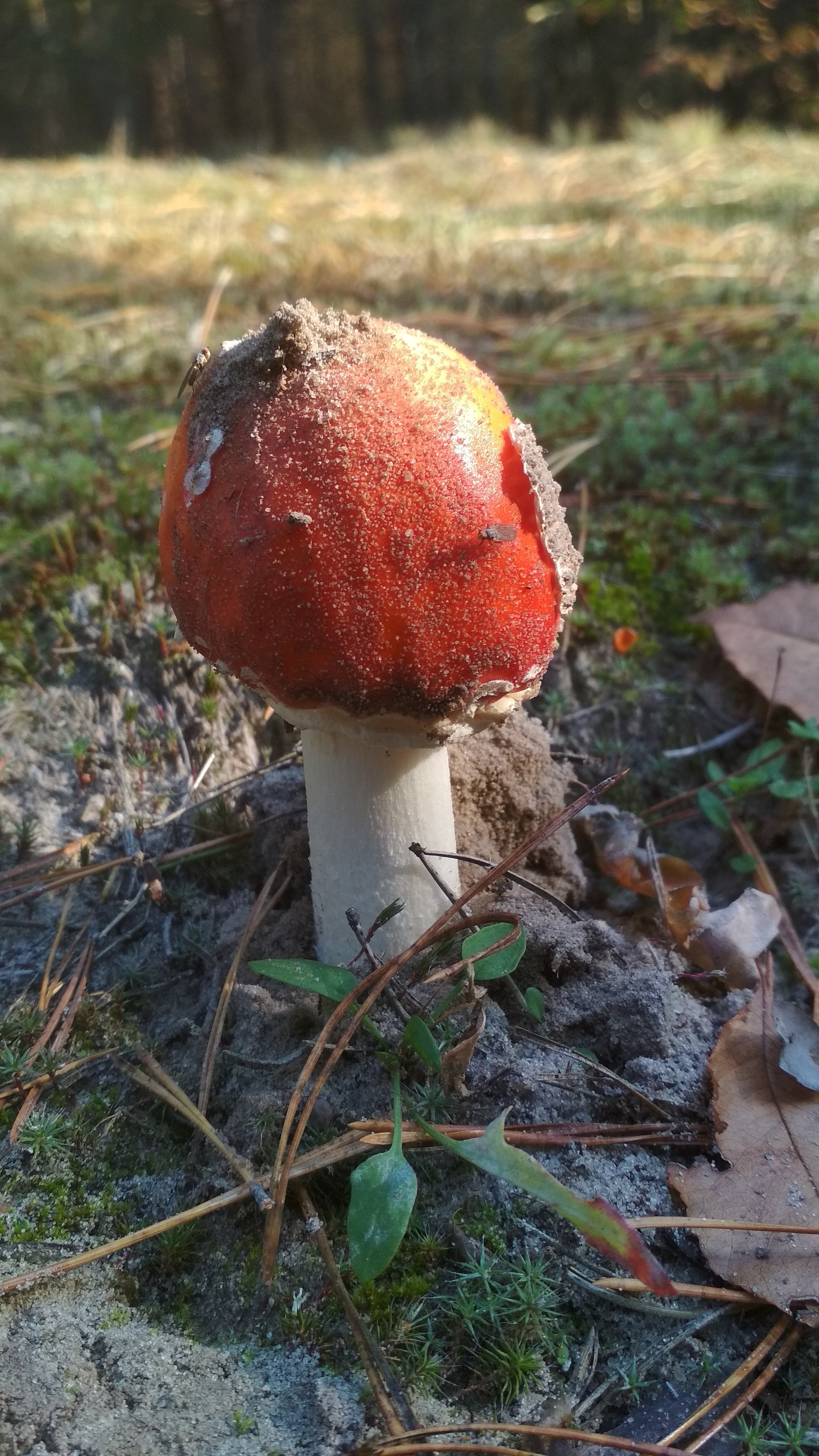 Amanita of the Plyuteev family - My, Fly agaric, Mushrooms, Silent hunt, Xiaomi redmi 4x, Kiev, Toadstool, Longpost