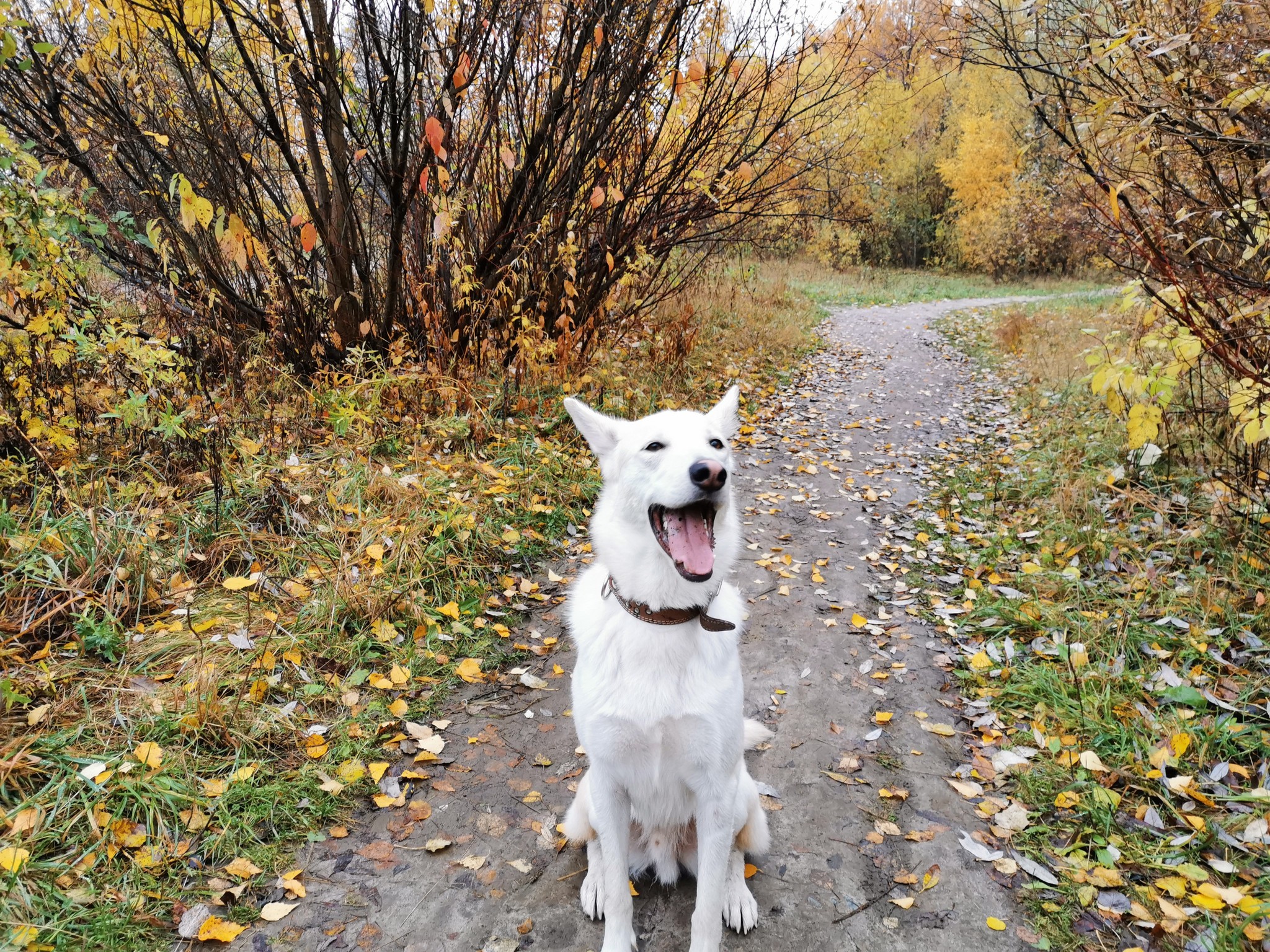 Before/ Process/ After - Dog, Swamp, Nature, Longpost