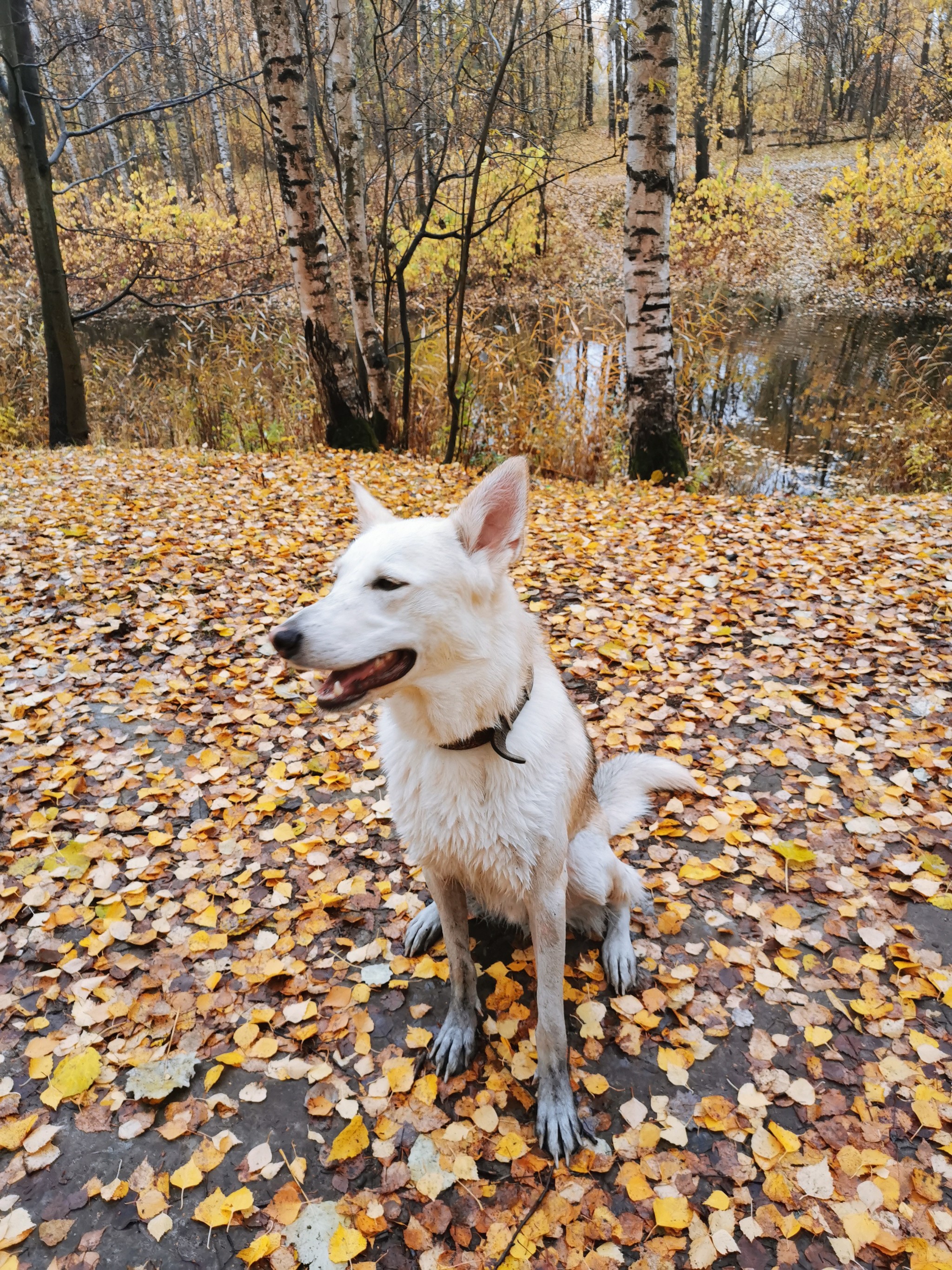 Before/ Process/ After - Dog, Swamp, Nature, Longpost