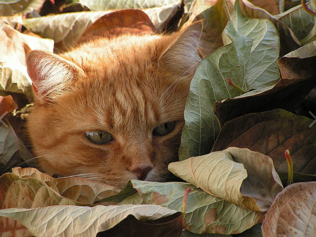 The deeper into the sheet, the thicker the partisans. - cat, Redheads, Catomafia, Autumn