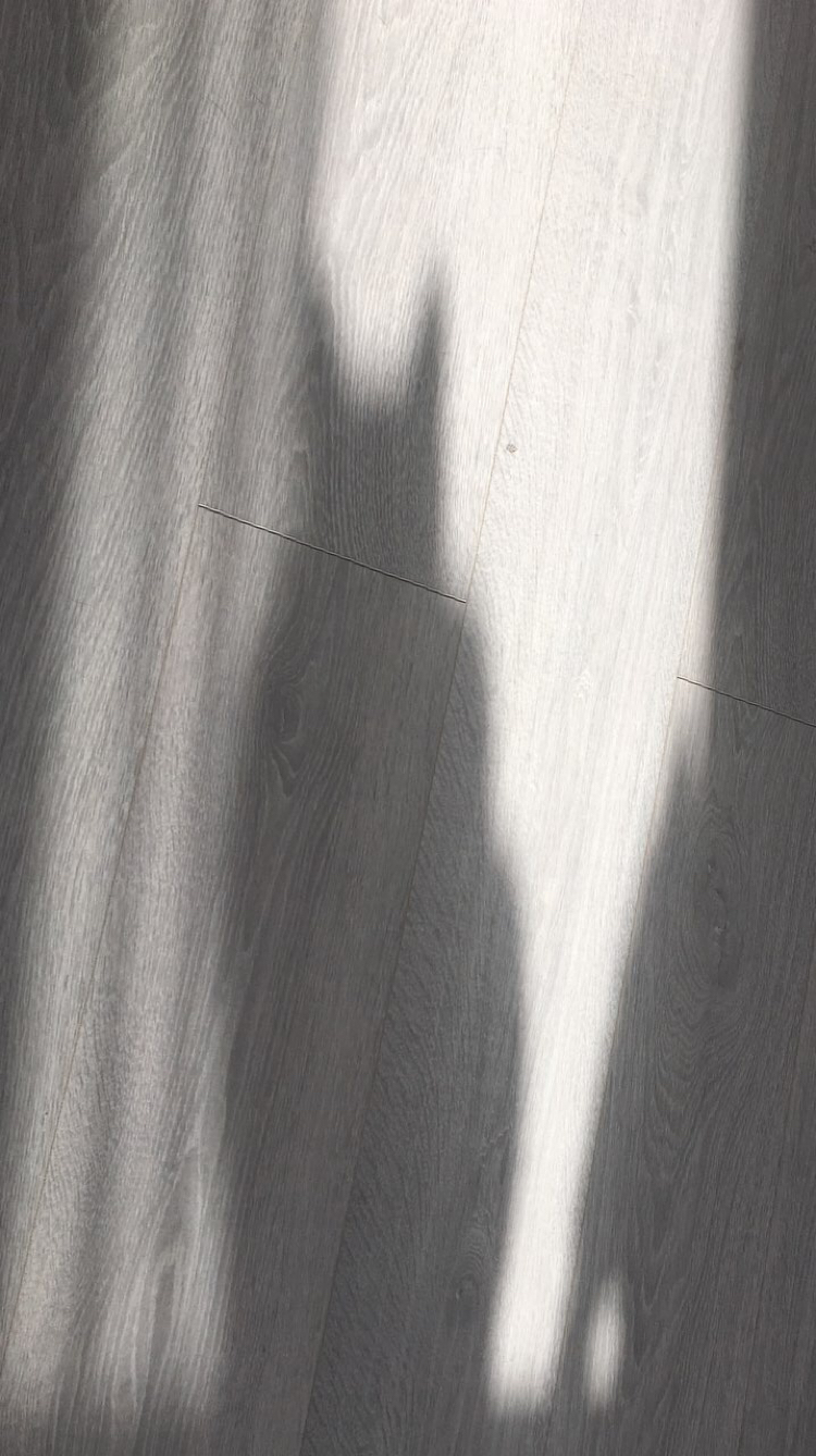 Shadow of a cat or Batman? - My, cat, Catomafia, Shadow