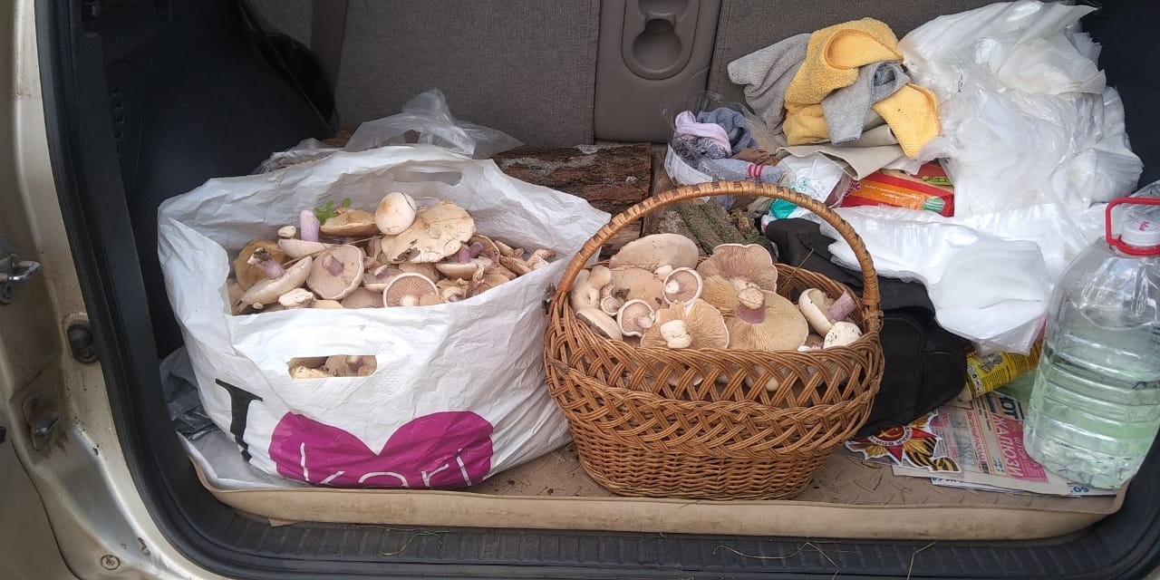 And here is our catch. Volgodonsk - My, Silent hunt, Mushrooms, Longpost