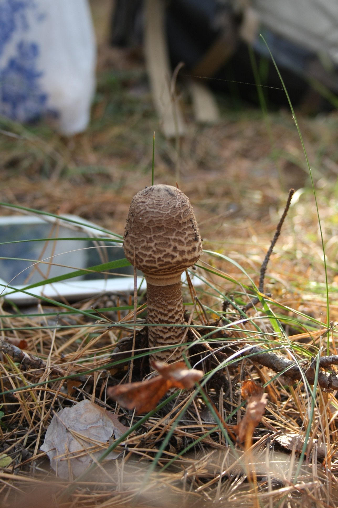 What kind of mushrooms? - Mushrooms, What's this?, , Longpost