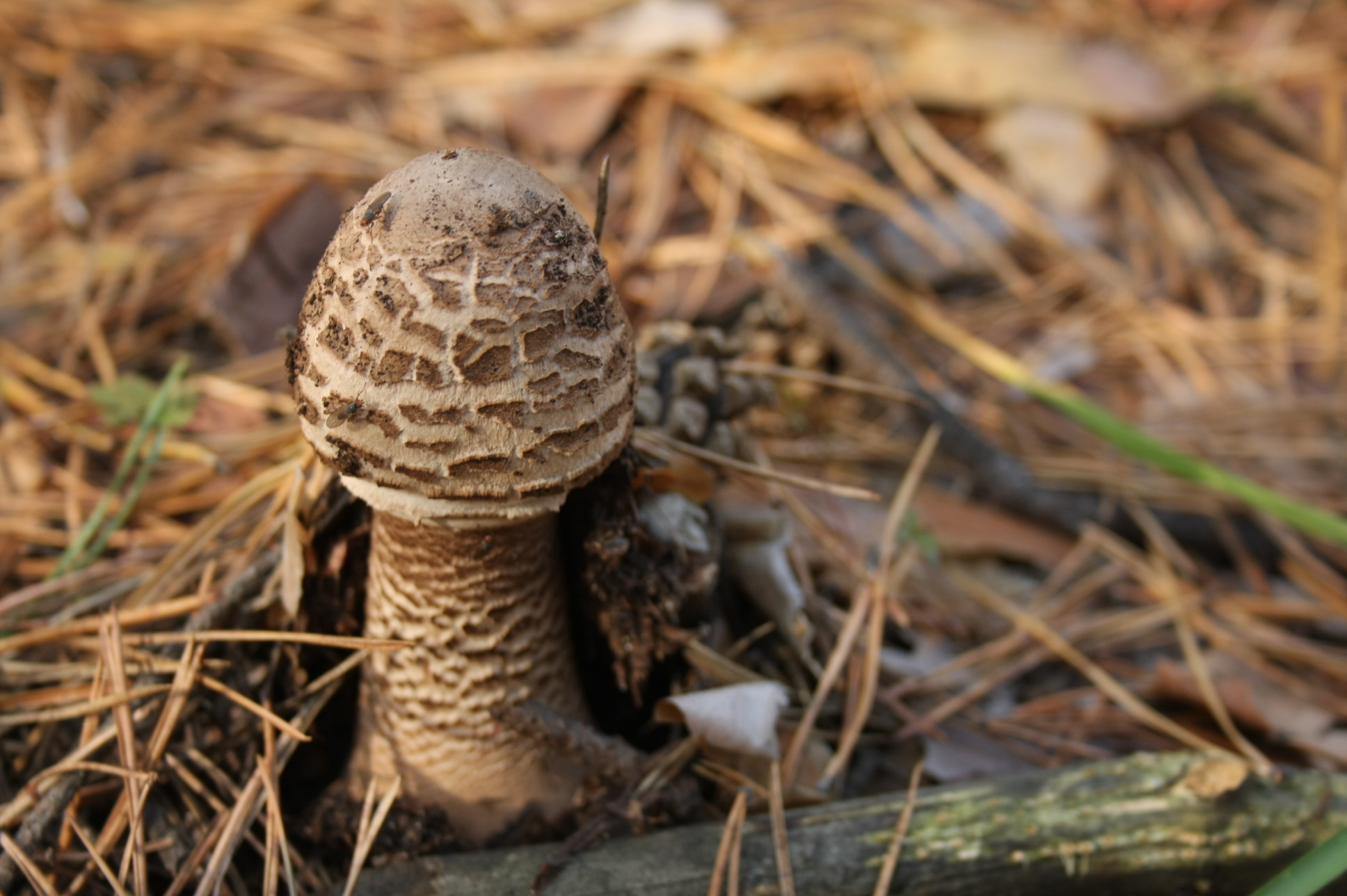 What kind of mushrooms? - Mushrooms, What's this?, , Longpost